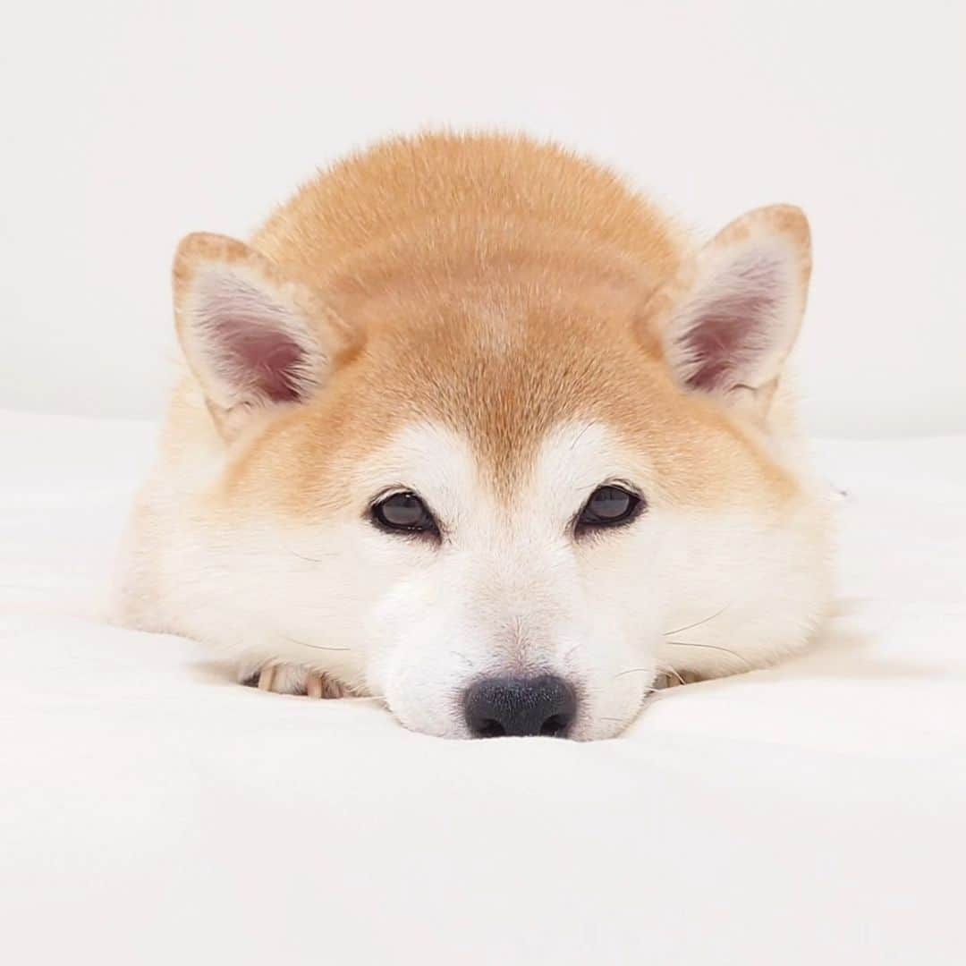 ちゃみさんのインスタグラム写真 - (ちゃみInstagram)「最近のかわいい寝顔😌🤍  #柴犬#しばいぬ#犬#癒し#愛犬#shiba#shibainu#dog」10月6日 21時02分 - shiba_charmy