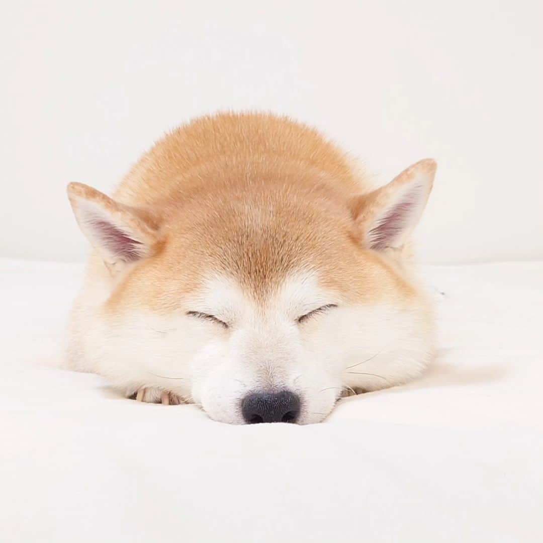 ちゃみのインスタグラム：「最近のかわいい寝顔😌🤍  #柴犬#しばいぬ#犬#癒し#愛犬#shiba#shibainu#dog」
