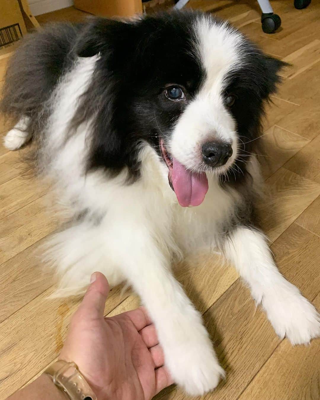 犬バカ部宣伝部長のインスタグラム：「はい。やる気のないフセお手🖐️ 世間は3連休なのに…日曜日、月曜日と仕事😭 ⁡ そらちゃんとお風呂って言ってたのにぃー🥺❤️🐼 そらちゃんは命拾いしたんやろーけど🤣 ⁡ #犬バカ部 #bordercollie #ボーダーコリー #dog #犬 #白黒 #そら #ふにゃボダ部 #ボダ娘 #命拾い」