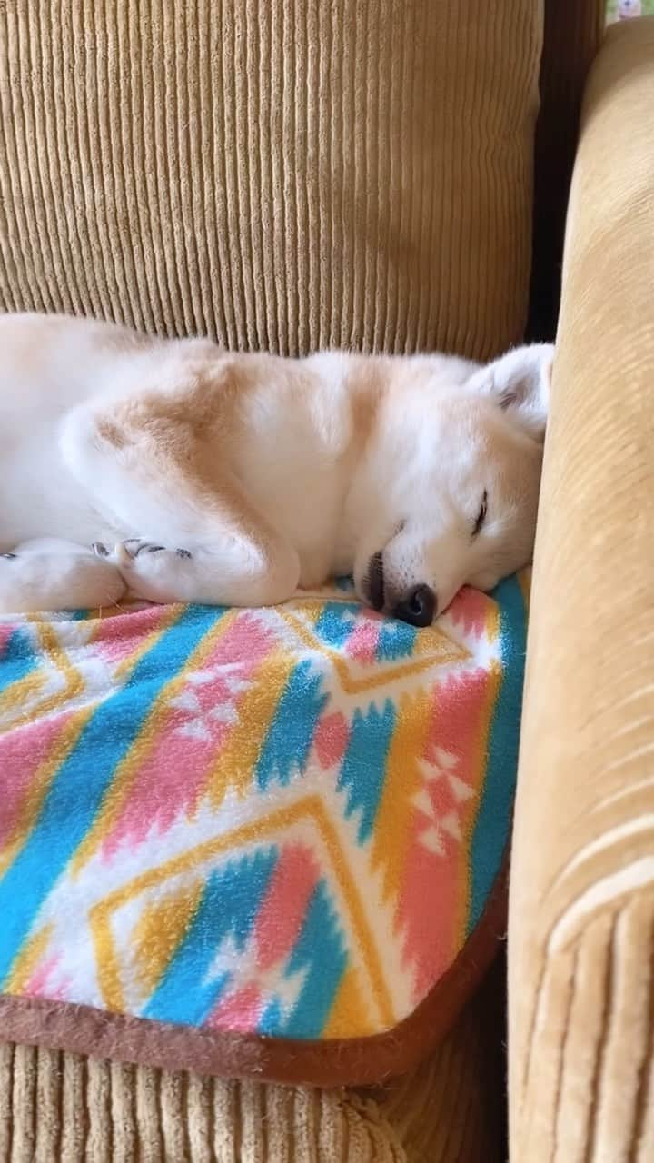 柴犬 けんしろう ゆりあのインスタグラム：「🐶💤  無防備ゆりぃ♡ かわいいのぅ🤤  お家で寝てばかりのゆりあさんですが 来週大冒険の旅に出かけます〜🚄✨  ゆりあの犬生史上 1番遠い場所。  さて、どこだろね？  楽しみ楽しみ😊」