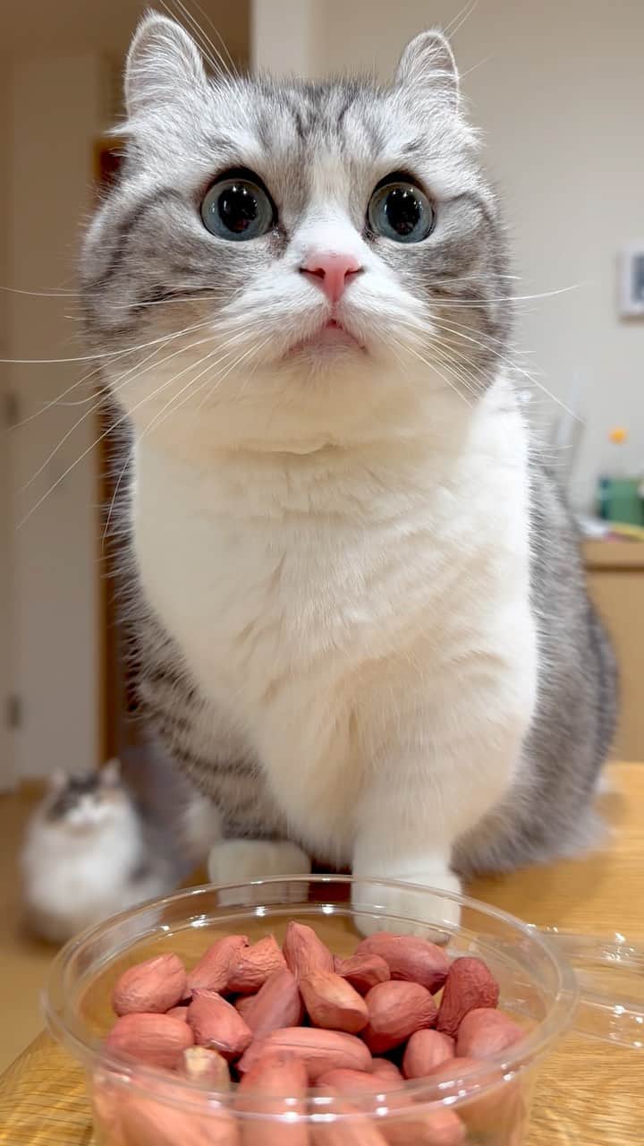 こむぎこまるのインスタグラム：「. . . ピーナッツ食べたら、何故か驚かれた🥜😋 . Komaru was surprised when her owner ate peanuts.😋🥜🥜 I wonder why? （I don't feed my cat peanuts） . . #そんな物食べるなんてと思ってるのかな #飼い主の独り言はコメント欄  #cats_of_instagram  #peanuts #cutecatsofinstagram  #munchkinlovers  #ilovecats #マンチカン　#adorablecat #pecoねこ部  #neko #shortlegs」