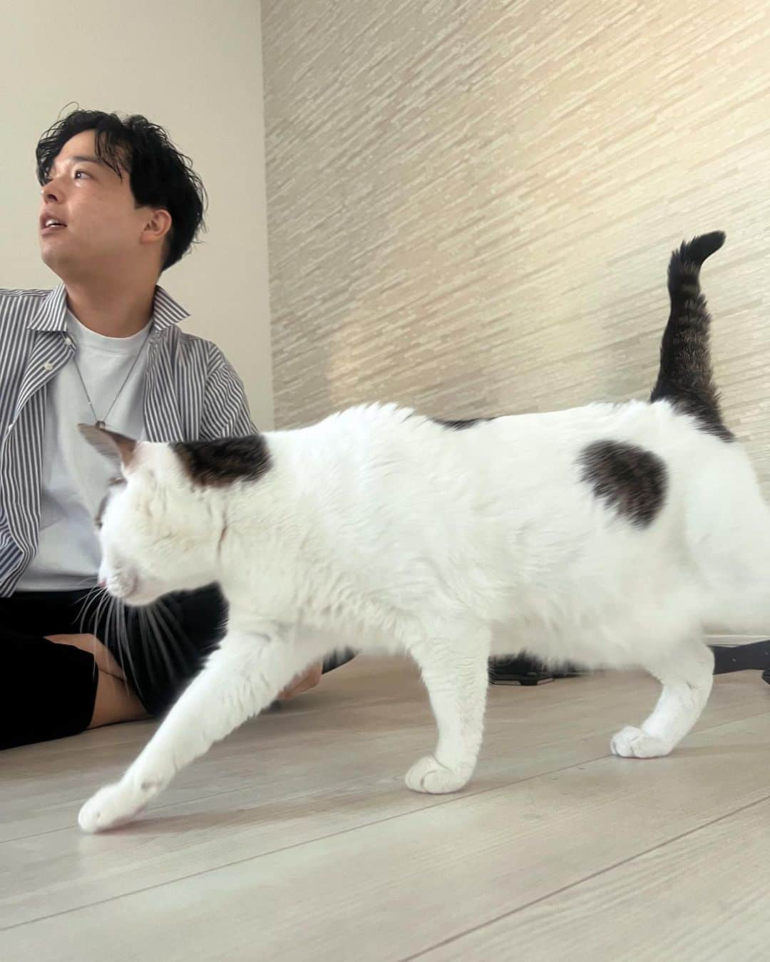 渋谷ジャパンさんのインスタグラム写真 - (渋谷ジャパンInstagram)「家に帰ったらすぐ猫  #猫 #猫のいる暮らし #保護猫」10月6日 21時45分 - shibuya_japan
