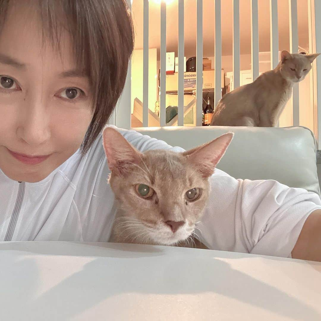 高島礼子さんのインスタグラム写真 - (高島礼子Instagram)「毛繕いしてくれる🐈 大きな仲間🐈‍⬛と思ってるんだろうな 光栄です😸✨  #猫のいる暮らし  #仲間 #くつろぎ時間」10月6日 21時41分 - reico.official