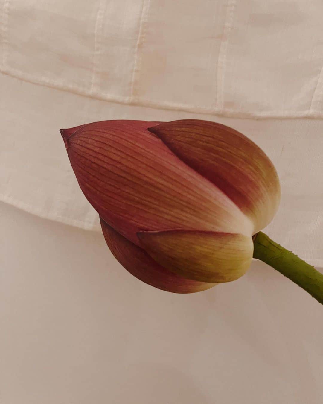 Love_Lifeのインスタグラム：「ハスの花好きなんだよなー 特に蕾の状態  『蓮は泥より出でて泥に染まらず』  『周りが汚れ劣悪で、どんなに辛くても決してそれに染まらず、清らかな心を持って生きる』という意味  ハスの花が泥水のような環境の中でもたくましく育ち、高貴な花を咲かせるところから、このことわざがうまれたようです。  泥は困難や悲しみに例えられていて、その困難や悲しみがあるからこそ、そこから立ち上がった後には大輪の花、つまり清らかな人生があるという意味があるそう。  素敵、、」