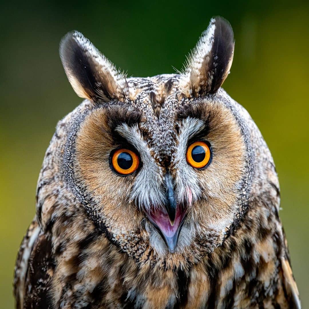 アニマルプラネットのインスタグラム：「When you realize #Halloween is only 26 days away 😲  This burrowing #owl in Great Britain will be out and about on the big night. 🦉  📷: Ian Douglas  #Nocturnal #Fall #Wildlife」