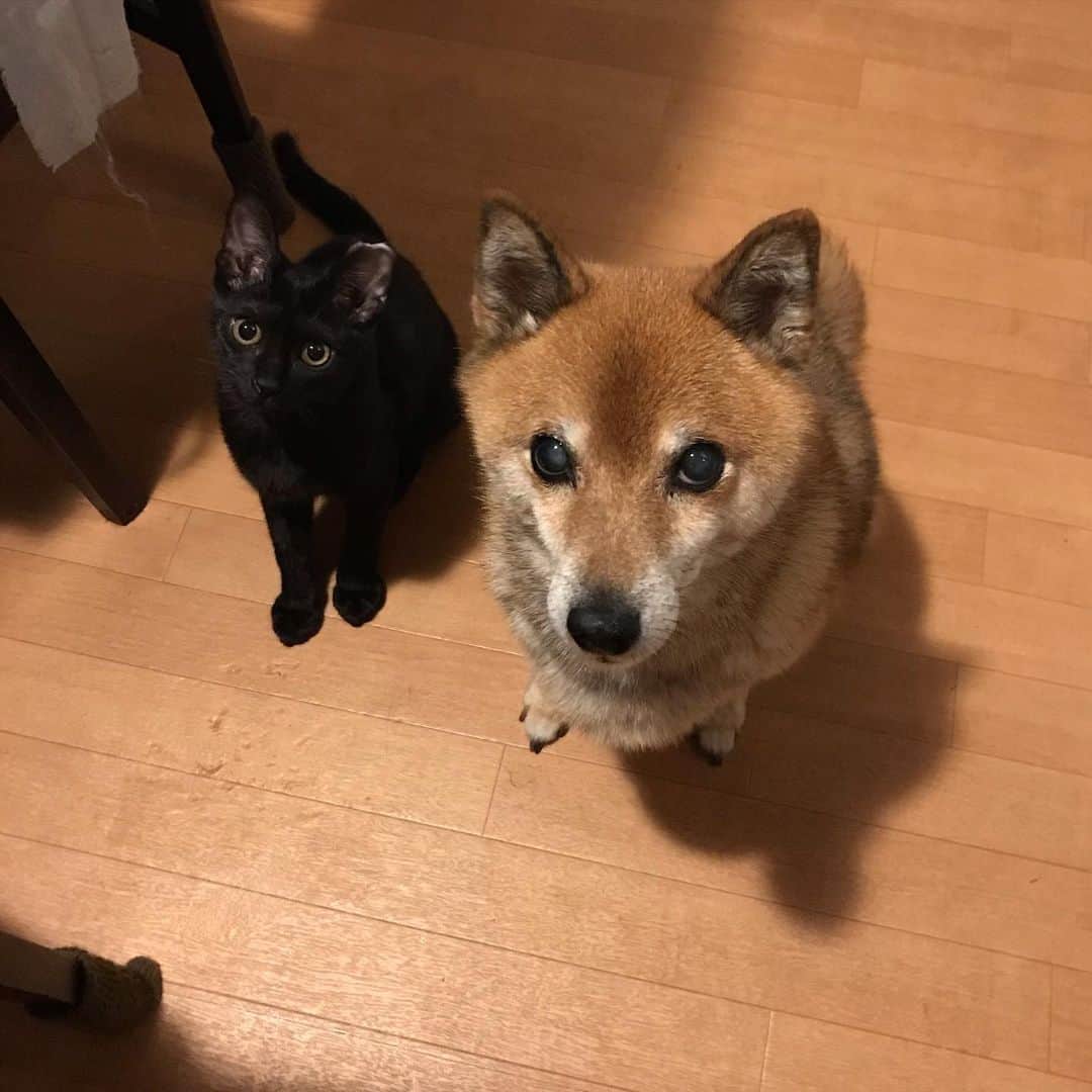 柴犬はなこ Shibainu Hanakoのインスタグラム：「おやつください🐈‍⬛🐕 犬と一緒だと猫もお座りしがち😊 ずっとのおうちを待っています！ #shiba #dog #shibainu #cat #犬 #柴犬 #保護猫 #里親募集中」