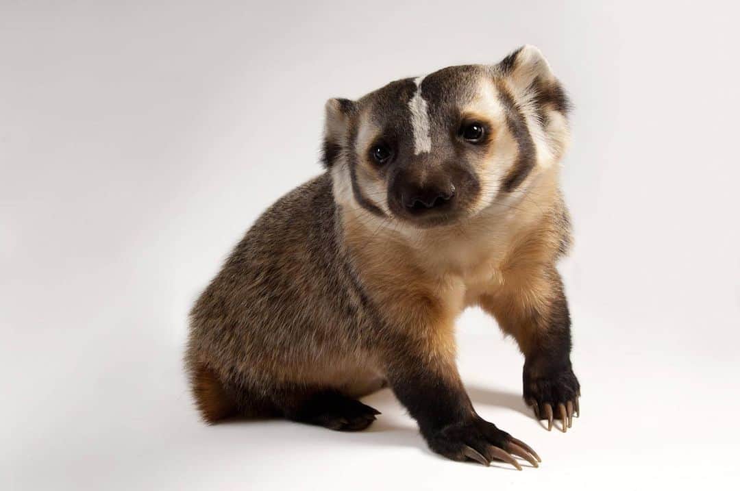 Joel Sartoreさんのインスタグラム写真 - (Joel SartoreInstagram)「The badger may look cute and cuddly, but at its core, this might be one of the toughest creatures in the animal kingdom. They are impressive diggers, using their long, thick claws to break up the ground while their powerful back legs kick excess dirt away. In an altercation they can hold their own, hissing, growling, snarling, and releasing an unpleasant musk designed to drive threats away. But, perhaps the most hardcore thing about them is their ability to eat rattlesnakes, as they are unaffected by the snake’s venom unless they are struck on the nose. Photo taken @wildlifeimagesrehabed.   #badger #animal #wildlife #photography #animalphotography #wildlifephotography #studioportrait #PhotoArk #BadgerDay @insidenatgeo」10月6日 22時34分 - joelsartore