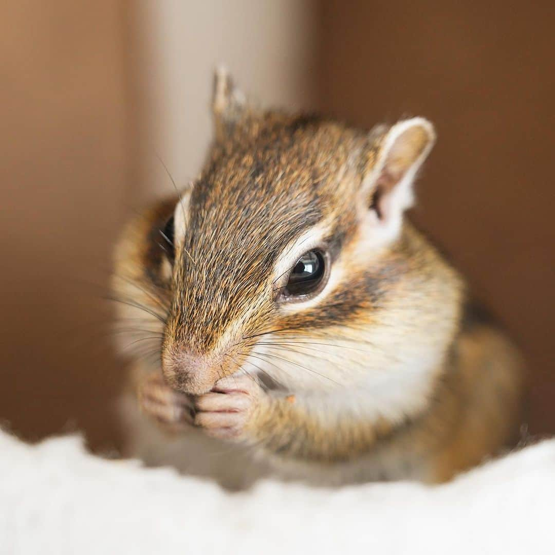 ビッケ & トッドのインスタグラム：「#Sophie  Chubby cheeks.  ほっぺパンパンの季節♪  #chipmunk #シマリス #リス」