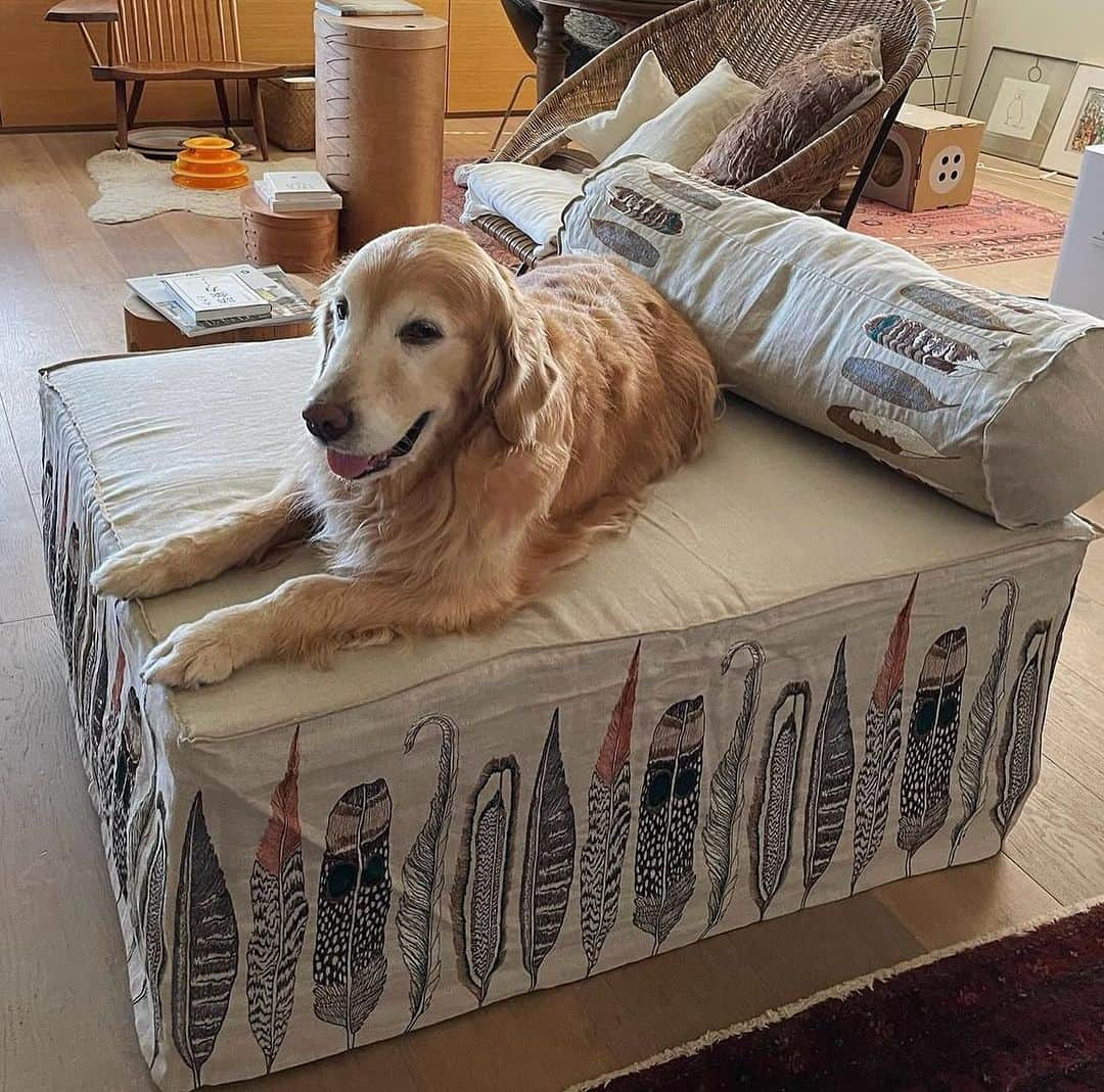 コーラル アンド タスクのインスタグラム：「📷 by @snowhoney3ohagi   We love seeing Yuki's smiling face on her new custom slipcovers! And looks like Hanio found the perfect spot too😻  ゆきちゃんもハニオもソファーカバーを気に入ってくれたみたいで嬉しい😆❣️」