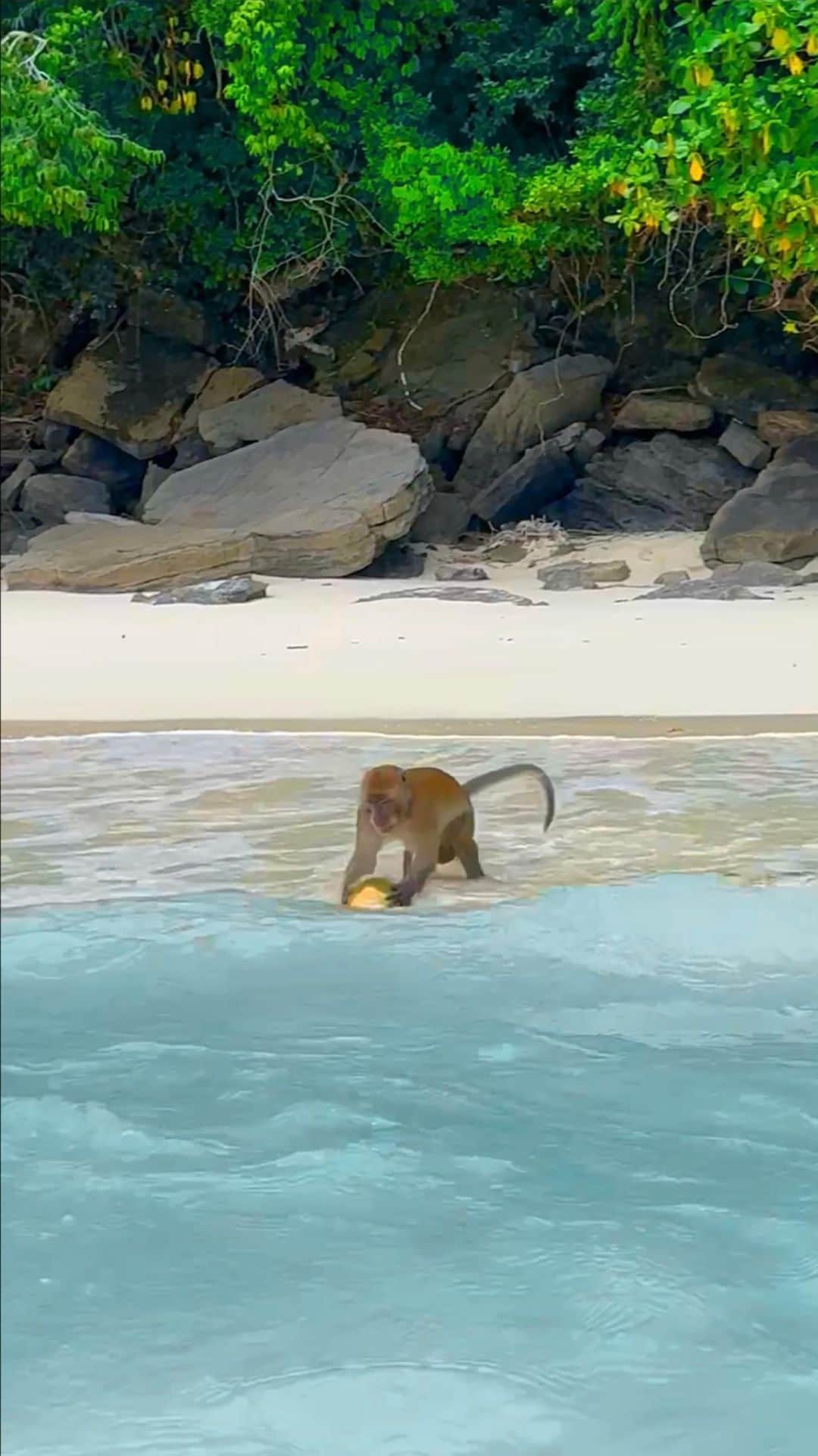 Wonderful Placesのインスタグラム：「An adventurous monkey braves the waves for a coconut 🥥🐒💦 Tag who you’d go with! 🙌🌴  📍Monkey Beach 🏝️ Koh Phi Phi - Krabi , Thailand 🇹🇭  . . . . . #thailand #thailandia #thailande #tailandia #travelthailand #thailandtravel #monkey #monkeybeach #coconut #kohphiphi #phiphiisland #krabi #beachvibes #islandlife #vacation #adventuretravel #explorethailand #thailandgram #travellife #tropicallife」