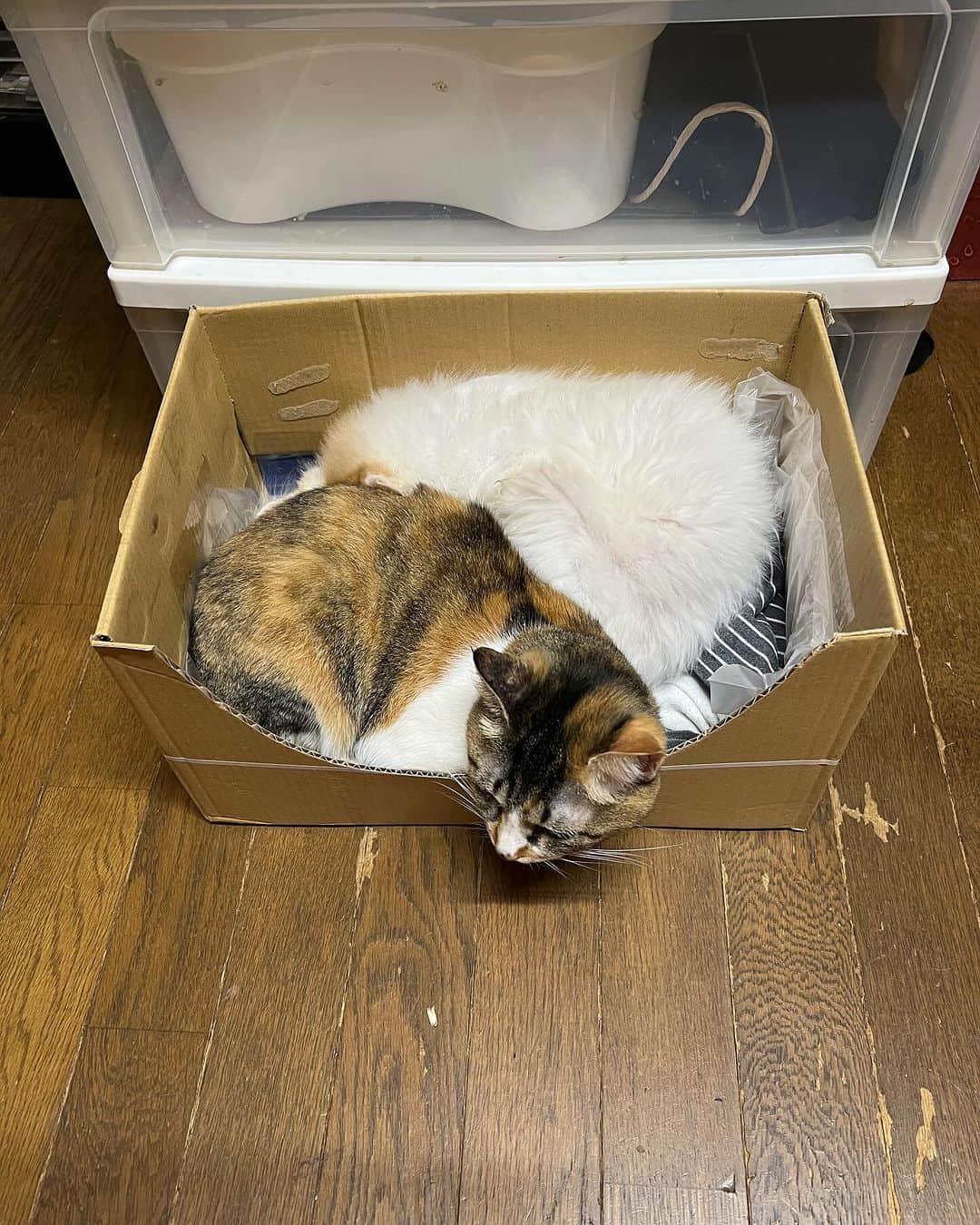 Kachimo Yoshimatsuのインスタグラム：「どうやら寒いらしい。 室温23℃  #うちの猫ら #猫 #ねこ #ニャンスタグラム #にゃんすたぐらむ #ねこのきもち #cat #ネコ #okaki #castella #catstagram #ネコ部 http://kachimo.exblog.jp」