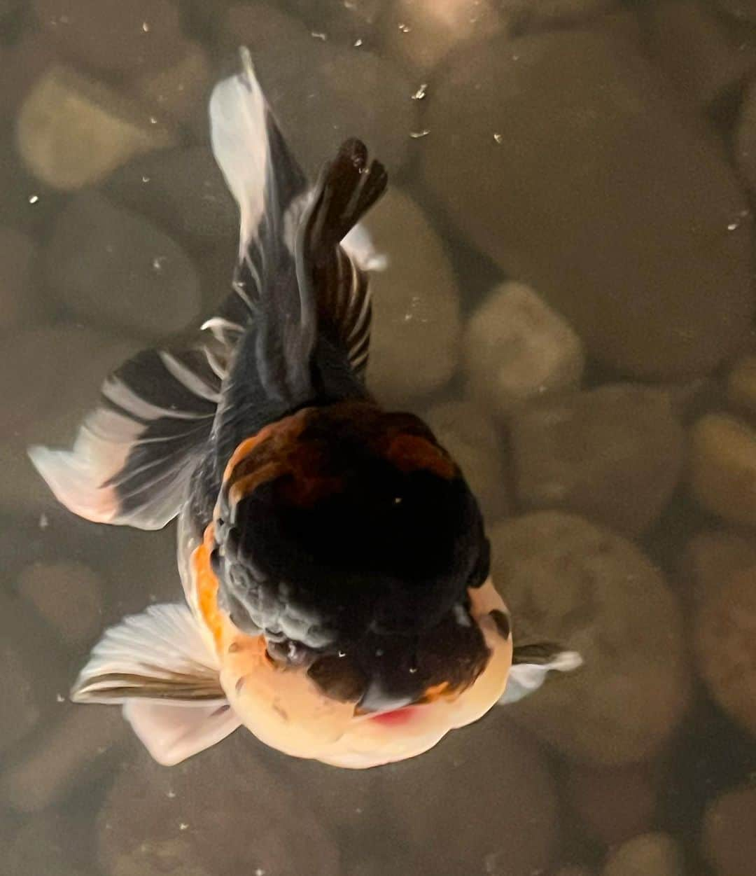 マーク・ジェイコブスのインスタグラム：「new to the pond life  meet Young Thug.  The latest Oranda to join our still growing  family.   #pondlife #mylifeaquatic #fishy #wearefamily #gratefulnothateful」