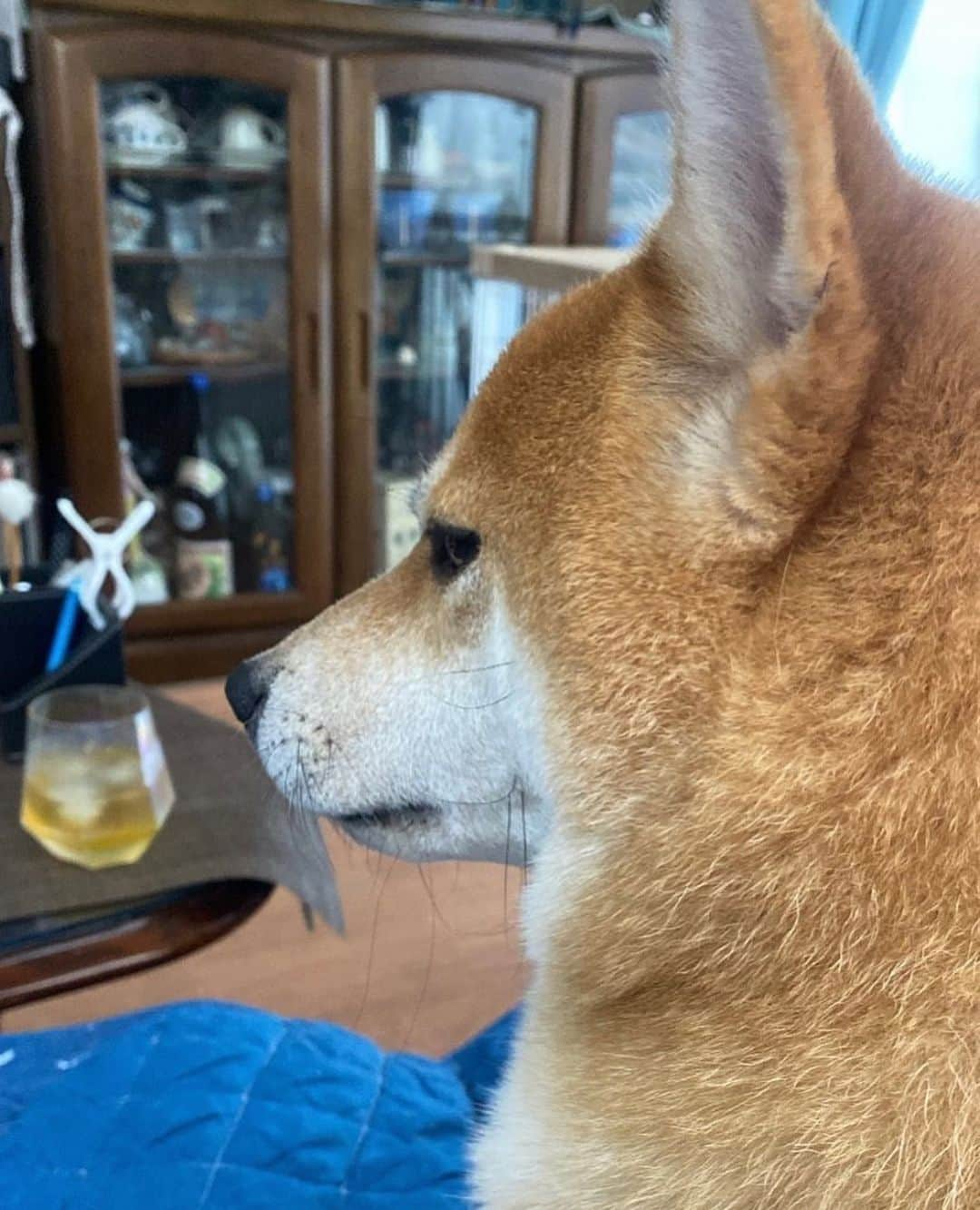 柴スナップのインスタグラム：「撫でろ👀 @perry_theshiba」