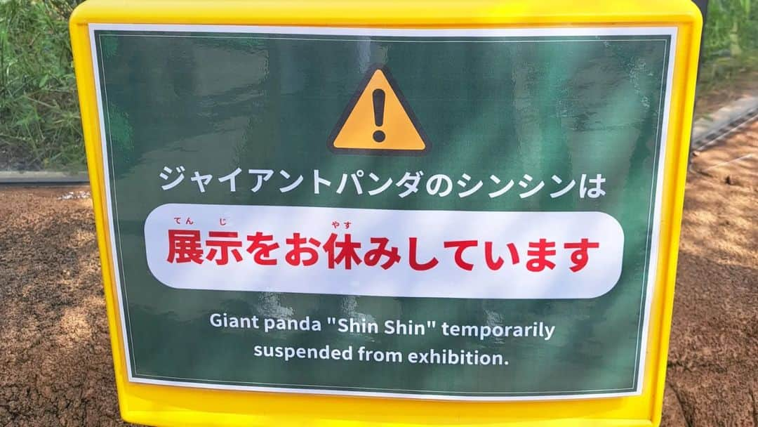 川原ちかよさんのインスタグラム写真 - (川原ちかよInstagram)「この日は「都民の日」で 上野動物園も無料開放日でした。  なので、朝から双子ちゃんたち🐼🐼は、 90分待ち！ 頑張って並んでる前の幼い兄弟たちに、 「シャオシャオ💚は男の子、 レイレイ💛は女の子だよ。」とか🦍の話をして、 楽しく並ぶ！  それなのに！しかも無料で入ってるのに！ 理不尽なクレームを 職員さんに延々と言うおじさんが。 だったら並ぶなよーー🔥と心の中で叫びながら、 子どもたちとネガティブな空気に負けず、 楽しく並びましたよー。  「パンダちゃん、ご飯食べてるかなー！」 と言う子どもたちの願いもむなしく、 シャオレイ🐼🐼は、まぁまぁ塩対応😅 それでも初めて見るパンダさんなので、 かわいい！と満足していました。よかった！  おシンさま(シンシン🐼母・妻)は この日はまだ高血圧の影響でお休みでしたが、 この後元気になって安心しました😊 リーリー(お父さん🐼夫)も心配しすぎて、 寝ていたよ。(つまり、家族ほぼ寝てた)  それでもかわいい🐼たち。 中国に旅立った"シャンシャン"がもたらした経済効果は、 WBC優勝⚾よりも上回ったと言われており、 その人気の高さをあらゆる面で証明したシャンシャン🐼ですが。  阪神のアレの経済効果は800億円を超えると予想され、 WBC⚾もシャン子先生🐼も超えていきました😂  ちなみに、 シャンシャン🐼の待ち時間は240分(4時間)を超えたことがありましたが、 阪神百貨店の優勝グッズ初日の待ち時間は、 540分(9時間)！と、 こちらもシャン子先生🐼を超えていきました。  恐るべし、阪神！アレ！ うちにも届きました。 パインアレ🍍😂  #上野動物園 #シャオシャオ #レイレイ #シンシン #リーリー #ジャイアントパンダ #アレ」10月7日 8時11分 - chikayo_baby