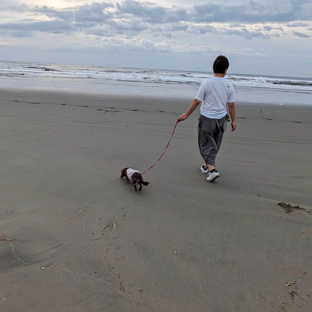 くるみんさんのインスタグラム写真 - (くるみんInstagram)「* 翌朝も九十九里浜まで早朝散歩🐶🐶🐶🐶🐶 朝んぽが気持ちいい季節ですね🐾  ④⑤朝食はブリ（いなだ）しゃぶ 御用達スーパーでいなだを1尾1000円で買って刺し身用に卸してもらい、お寿司としゃぶしゃぶに使いました 〆はなめこを入れてうどん  楽しい時間はあっという間 また行こうね  #カニンヘンダックスフント #カニンヘンダックス多頭飼い #カニンヘンダックスの日常 #カニンヘンダックス #カニンヘン #カニンヘンチョコタン #カニンヘンダックスチョコタン #カニンヘンの会 #カニンヘンダックスフンド #チョコタンダックスフント #チョコタンダックスフンド #チョコタンダックス #チョコタン #ダックス多頭飼い #ダックスフントカニンヘン #ダックスフント #ダックスフンドチョコタン #ダックスフンドカニンヘン #ダックス部 #ダックス #ダックスフンド #ダックスの日常 #ダックス短足部 #海の音 #九十九里 #dachshund #dachs #dogstagram #dog #いぬバカ部」10月7日 8時27分 - michirumugiazu