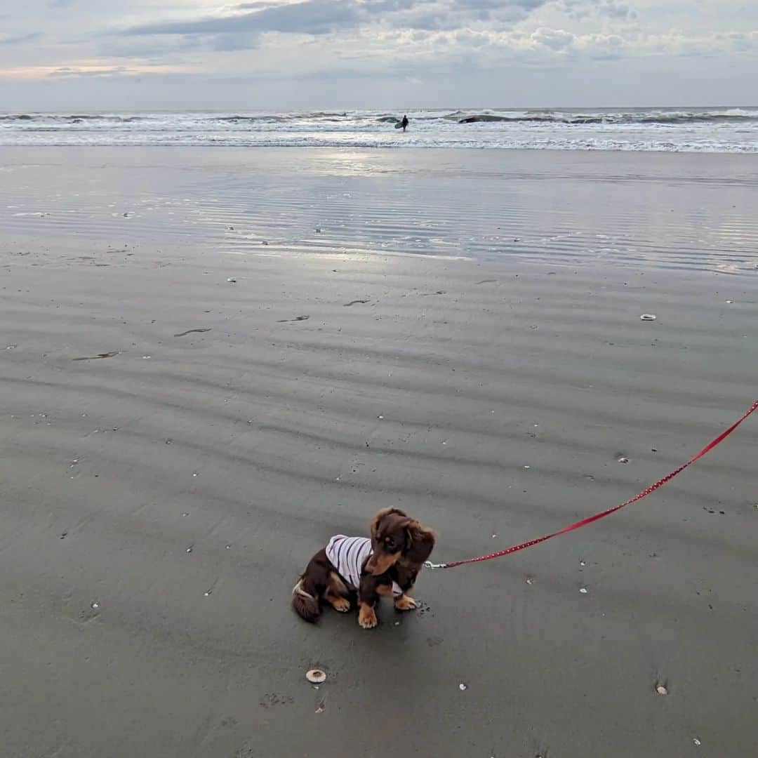 くるみんさんのインスタグラム写真 - (くるみんInstagram)「* 翌朝も九十九里浜まで早朝散歩🐶🐶🐶🐶🐶 朝んぽが気持ちいい季節ですね🐾  ④⑤朝食はブリ（いなだ）しゃぶ 御用達スーパーでいなだを1尾1000円で買って刺し身用に卸してもらい、お寿司としゃぶしゃぶに使いました 〆はなめこを入れてうどん  楽しい時間はあっという間 また行こうね  #カニンヘンダックスフント #カニンヘンダックス多頭飼い #カニンヘンダックスの日常 #カニンヘンダックス #カニンヘン #カニンヘンチョコタン #カニンヘンダックスチョコタン #カニンヘンの会 #カニンヘンダックスフンド #チョコタンダックスフント #チョコタンダックスフンド #チョコタンダックス #チョコタン #ダックス多頭飼い #ダックスフントカニンヘン #ダックスフント #ダックスフンドチョコタン #ダックスフンドカニンヘン #ダックス部 #ダックス #ダックスフンド #ダックスの日常 #ダックス短足部 #海の音 #九十九里 #dachshund #dachs #dogstagram #dog #いぬバカ部」10月7日 8時27分 - michirumugiazu