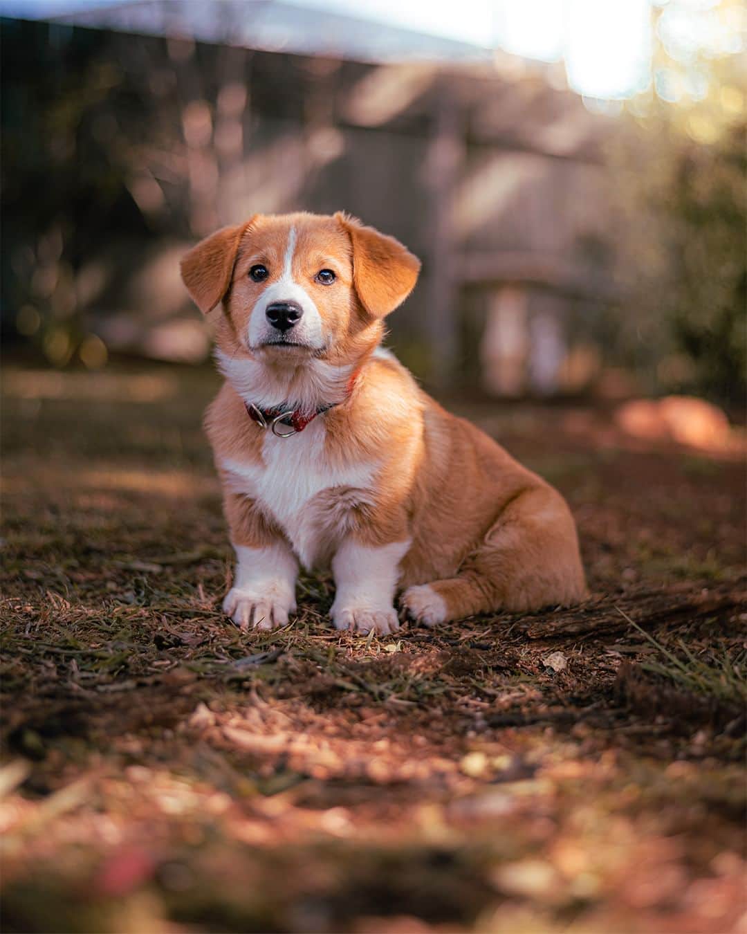 Nikon Australiaさんのインスタグラム写真 - (Nikon AustraliaInstagram)「Capturing these adorable Corgis was a breeze for @asr.photo_ thanks to the incredible autofocus capabilities of the Z 8, and we're absolutely in love with the final results.  "When visiting my home in Toowoomba, I couldn't help but capture a few photos of these adorable Corgi puppies. With perfect conditions, the Z 8 with the NIKKOR Z 24-70mm f/2.8 S was the perfect tool for the job. The amazing autofocus with animal eye detection worked fantastically when photographing these playful and unpredictable puppies. It was an absolute cuteness overload!"  Photos by @asr.photo_   f/2.8 | 1/800 sec | ISO 100  Captured on the Z 8 and the NIKKOR Z 24-70mm f/2.8 S  #Nikon #NikonAustralia #MyNikonLife #NikonCreators #NIKKOR #NikonZ8 #Z8 #Zseries #PetPhotography #WildlifePhotography #Australia」10月7日 8時30分 - nikonaustralia