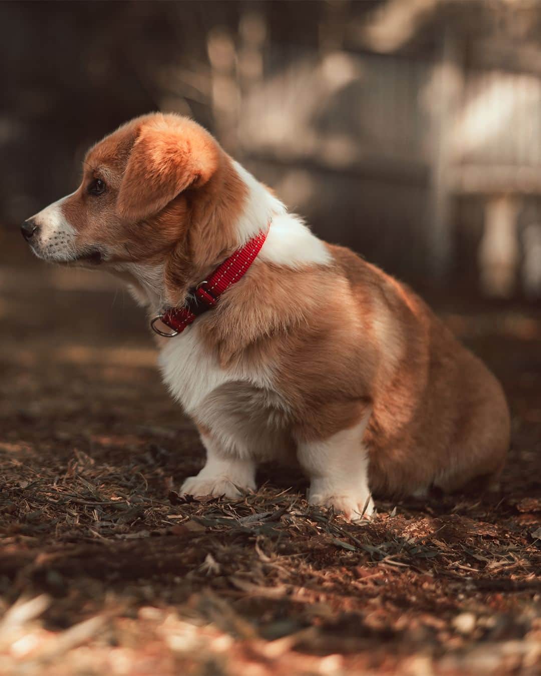 Nikon Australiaさんのインスタグラム写真 - (Nikon AustraliaInstagram)「Capturing these adorable Corgis was a breeze for @asr.photo_ thanks to the incredible autofocus capabilities of the Z 8, and we're absolutely in love with the final results.  "When visiting my home in Toowoomba, I couldn't help but capture a few photos of these adorable Corgi puppies. With perfect conditions, the Z 8 with the NIKKOR Z 24-70mm f/2.8 S was the perfect tool for the job. The amazing autofocus with animal eye detection worked fantastically when photographing these playful and unpredictable puppies. It was an absolute cuteness overload!"  Photos by @asr.photo_   f/2.8 | 1/800 sec | ISO 100  Captured on the Z 8 and the NIKKOR Z 24-70mm f/2.8 S  #Nikon #NikonAustralia #MyNikonLife #NikonCreators #NIKKOR #NikonZ8 #Z8 #Zseries #PetPhotography #WildlifePhotography #Australia」10月7日 8時30分 - nikonaustralia