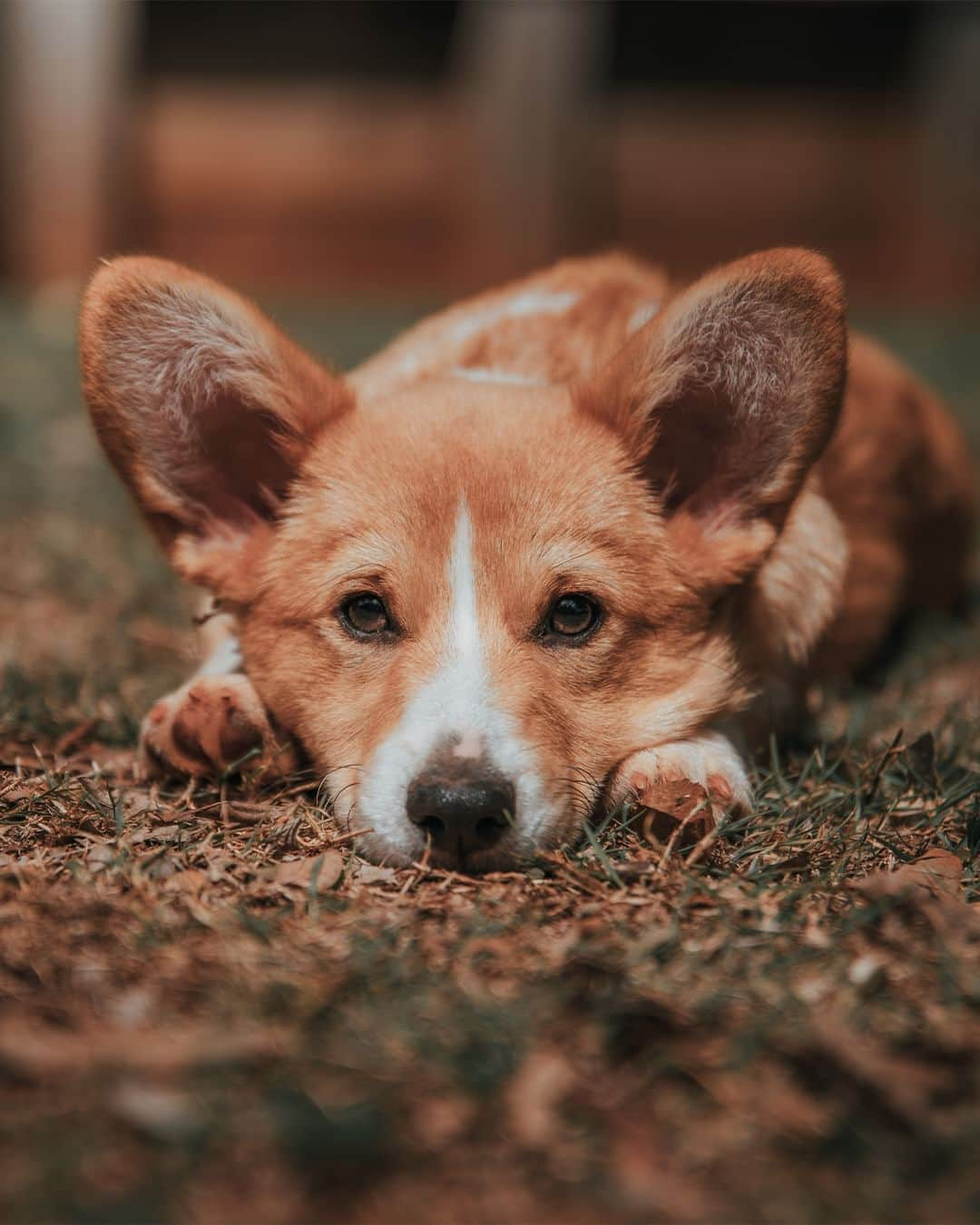 Nikon Australiaのインスタグラム：「Capturing these adorable Corgis was a breeze for @asr.photo_ thanks to the incredible autofocus capabilities of the Z 8, and we're absolutely in love with the final results.  "When visiting my home in Toowoomba, I couldn't help but capture a few photos of these adorable Corgi puppies. With perfect conditions, the Z 8 with the NIKKOR Z 24-70mm f/2.8 S was the perfect tool for the job. The amazing autofocus with animal eye detection worked fantastically when photographing these playful and unpredictable puppies. It was an absolute cuteness overload!"  Photos by @asr.photo_   f/2.8 | 1/800 sec | ISO 100  Captured on the Z 8 and the NIKKOR Z 24-70mm f/2.8 S  #Nikon #NikonAustralia #MyNikonLife #NikonCreators #NIKKOR #NikonZ8 #Z8 #Zseries #PetPhotography #WildlifePhotography #Australia」