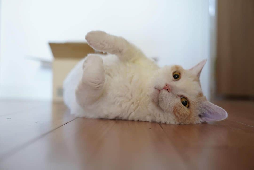 みかんのインスタグラム：「.  だらけたファイティンポーズ🥊  #レモン #cat #catstagram」