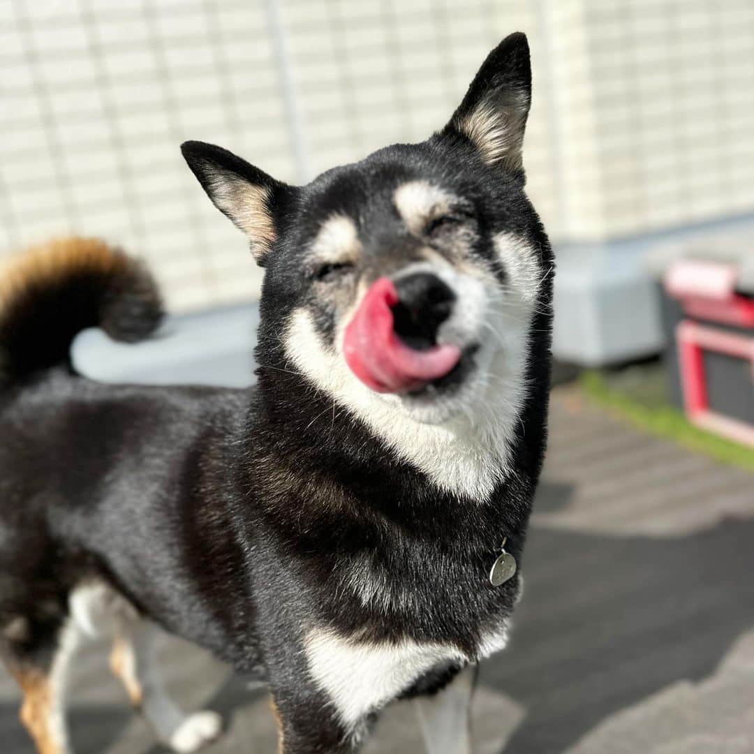 vo_coのインスタグラム：「🐾  ▽ご報告▽ こたちゃん、右脇に1cm大の腫瘍が出来ていたので病院行って検査してきました 昨年、乳腺腫瘍の手術をして頂いた先生に検査してもらいました 注射で腫瘍の細胞を採取して顕微鏡で調べた結果… 『脂肪腫』 との診断いただき、特に摘出や治療等は不要とのこと 悪性の腫瘍だったらどうしようかと不安だったけどよかった！ もうすぐ12歳 小さな変化に気付いてあげられるようにこれからもスキンシップ大事にしていこうね ＊ #shibastagram #instashiba #shiba #shibainu #黒柴 #柴犬」