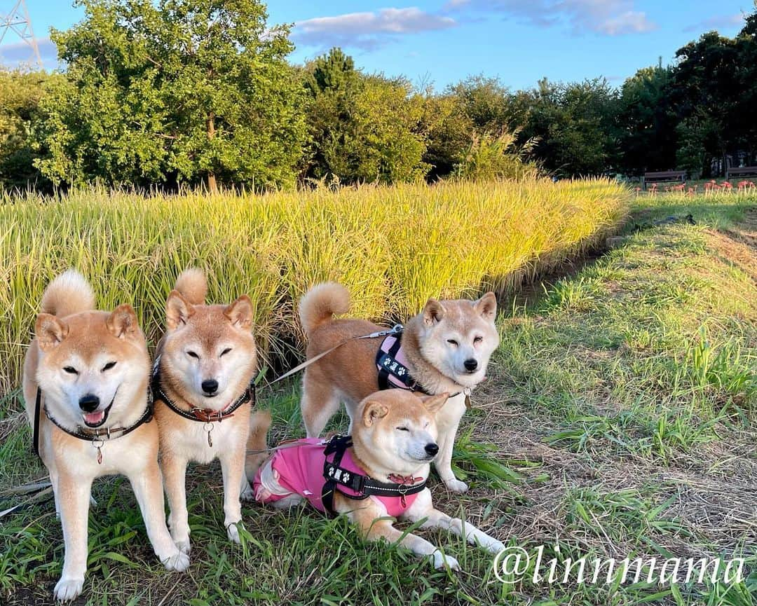 linnmamaさんのインスタグラム写真 - (linnmamaInstagram)「庭に柴犬🐕落ちてます😍〜①涼しくなって日向ぼっこが気持ちいいね😊〜②③夕方散歩の川沿いの公園の田んぼの稲🌾が実りました〜田んぼの横には彼岸花❤️〜明日の抜糸、いったい何針縫ってあるのかな〜見るのがちょっと怖い😱 ＊ ＊ ＊ #柴犬#dog #柴犬凜の勇気凜々every day  #多頭飼い  #shibastagram #my_eos_photo  #eosr6#eosr10 #ドッグフォトグラファーズ #iphone12#iphone12promax  #日向ぼっこ  #夕方散歩 #花活 #写活 #稲 #彼岸花」10月7日 0時54分 - linnmama