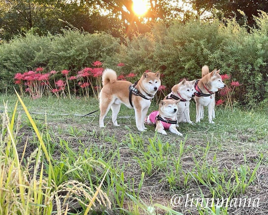 linnmamaさんのインスタグラム写真 - (linnmamaInstagram)「庭に柴犬🐕落ちてます😍〜①涼しくなって日向ぼっこが気持ちいいね😊〜②③夕方散歩の川沿いの公園の田んぼの稲🌾が実りました〜田んぼの横には彼岸花❤️〜明日の抜糸、いったい何針縫ってあるのかな〜見るのがちょっと怖い😱 ＊ ＊ ＊ #柴犬#dog #柴犬凜の勇気凜々every day  #多頭飼い  #shibastagram #my_eos_photo  #eosr6#eosr10 #ドッグフォトグラファーズ #iphone12#iphone12promax  #日向ぼっこ  #夕方散歩 #花活 #写活 #稲 #彼岸花」10月7日 0時54分 - linnmama