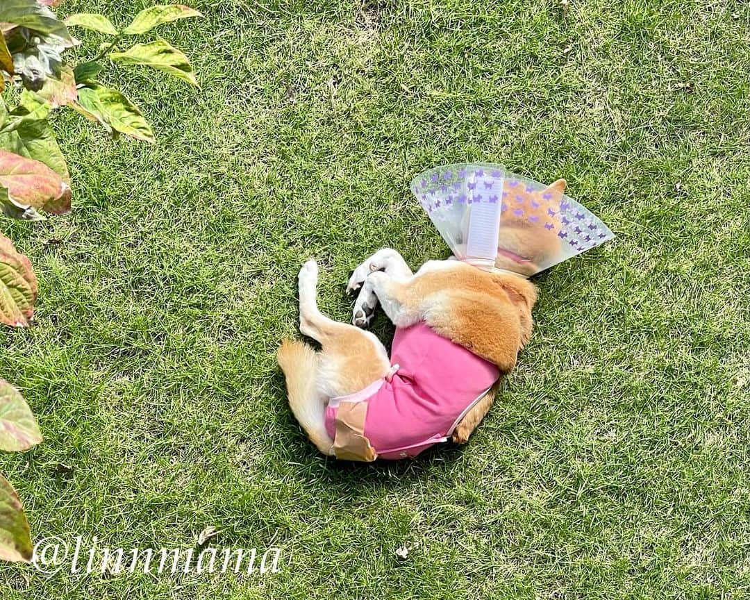 linnmamaのインスタグラム：「庭に柴犬🐕落ちてます😍〜①涼しくなって日向ぼっこが気持ちいいね😊〜②③夕方散歩の川沿いの公園の田んぼの稲🌾が実りました〜田んぼの横には彼岸花❤️〜明日の抜糸、いったい何針縫ってあるのかな〜見るのがちょっと怖い😱 ＊ ＊ ＊ #柴犬#dog #柴犬凜の勇気凜々every day  #多頭飼い  #shibastagram #my_eos_photo  #eosr6#eosr10 #ドッグフォトグラファーズ #iphone12#iphone12promax  #日向ぼっこ  #夕方散歩 #花活 #写活 #稲 #彼岸花」