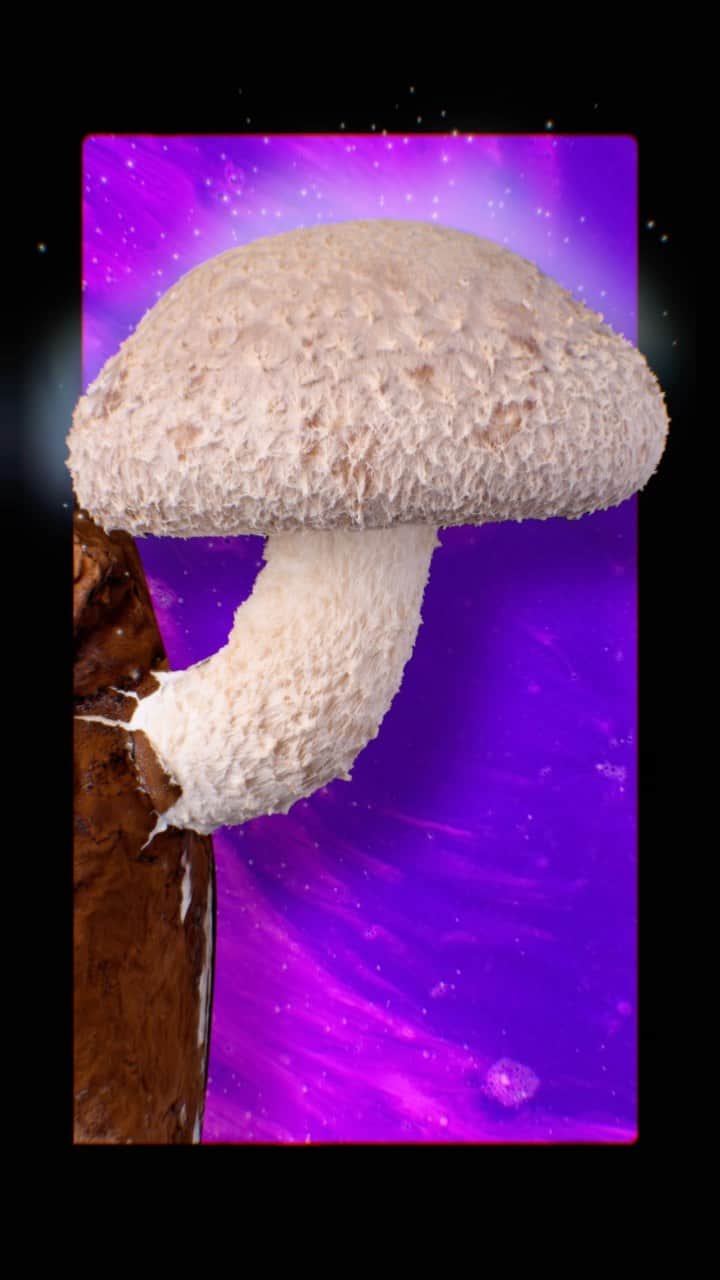 ウィズ・カリファのインスタグラム：「After 7-10 days little mushroom pins will start to poke out of the slit in your bag 😍😍😍 Actual mushrooms will take about a week to mature 🍄🍄🍄」