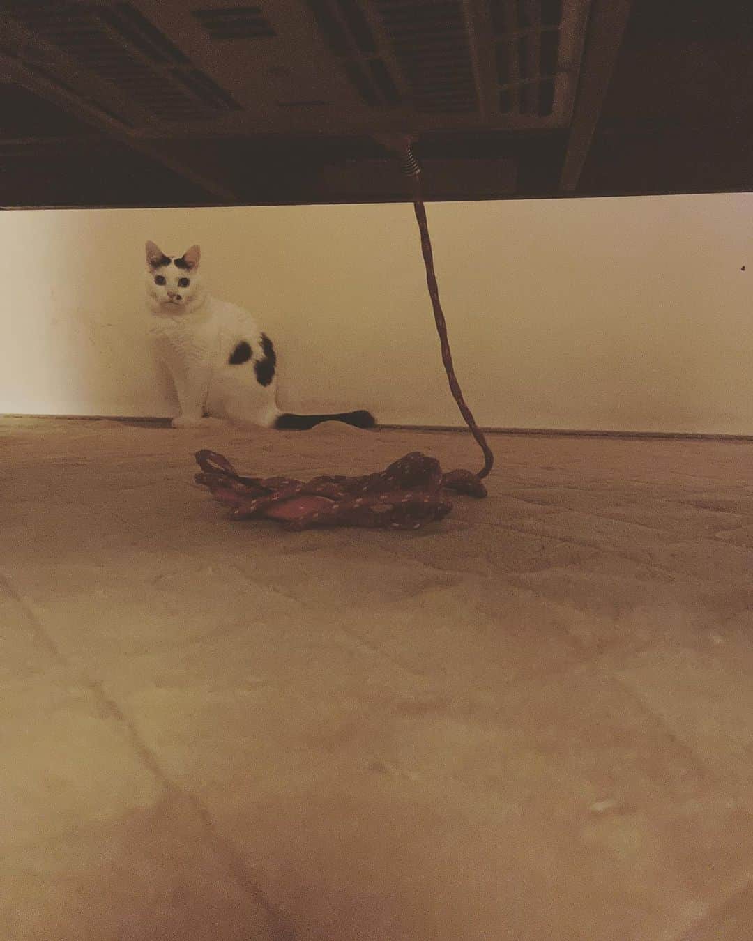 tomiのインスタグラム：「久しく会っていないと極端に挙動不審。  #neco #necostagram」