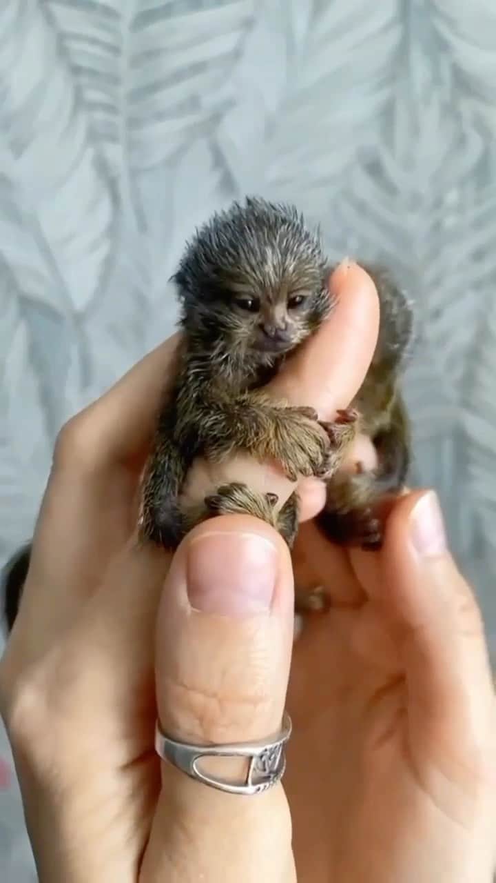 Baby Animalsのインスタグラム：「How cute are they! 😍  Video credit: @the_amazing_animalss   #cuteanimals #cutestanimals #babyanimals #cuties #animallovers #animallover #animalphotography #cutebabies #adorableanimals #socute」