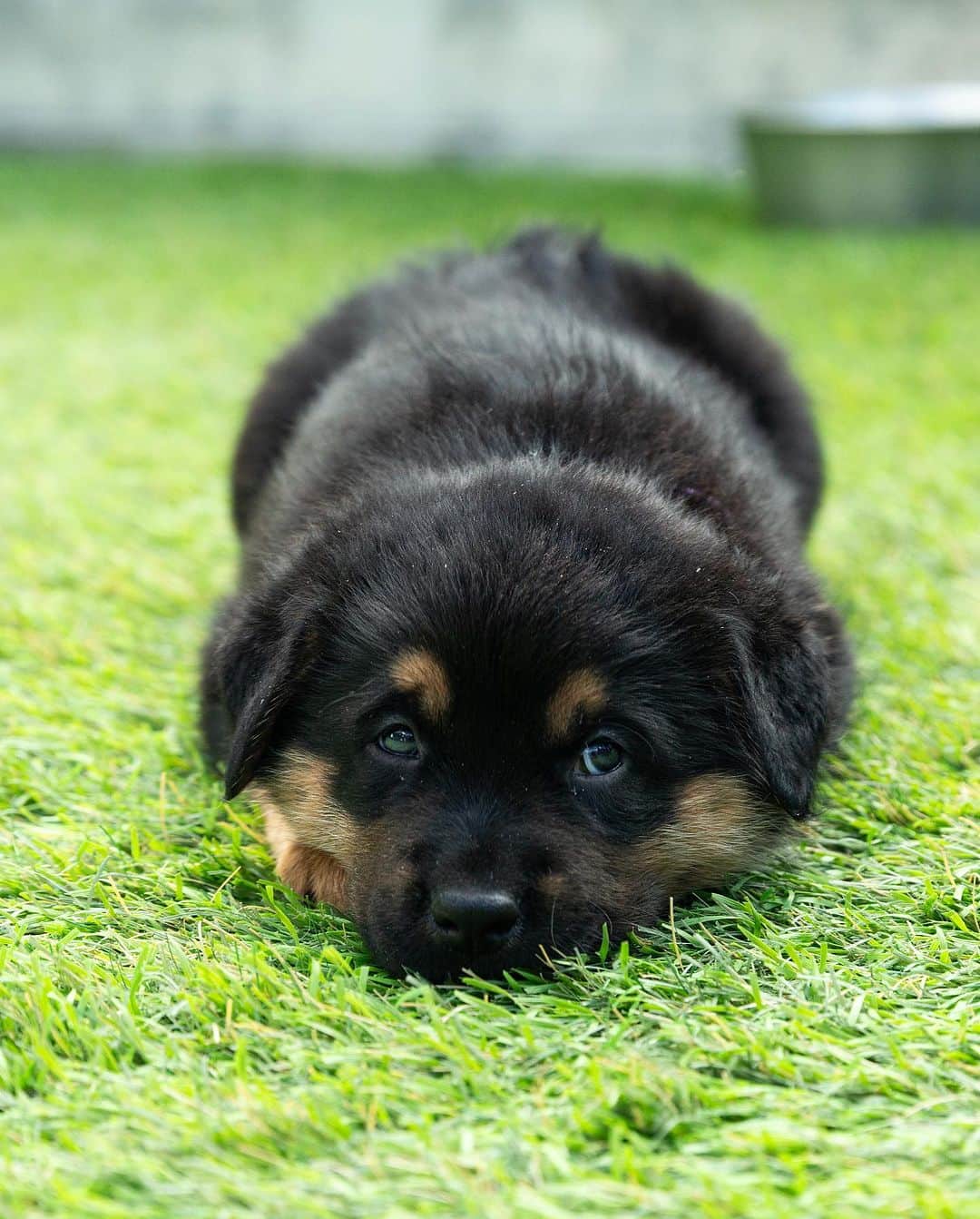 Elizabeth Turnerさんのインスタグラム写真 - (Elizabeth TurnerInstagram)「cutest pups available for adoption at @hitlivingfoundation 🤍🐶 #adoptdontshop」10月7日 2時26分 - elizabethcturner