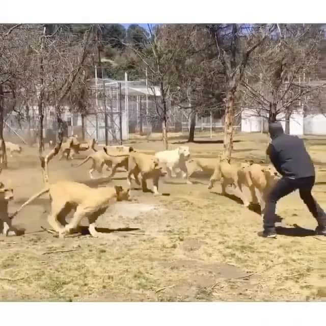 Black Jaguar-White Tiger のインスタグラム：「A Sea of Lions. Just 19… #NoosYrev  PS: Very sorry that I was late, but had an issue with my phone :)」