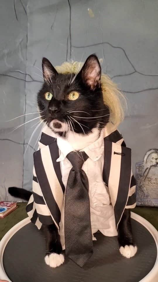 猫コスプレのインスタグラム：「“I’m the ghost with the meow-st...” - Beetlejuice  #Beetlejuice #betelgeuse #catcosplay #cosplay #cosplayer #cat #catcostume #catsinclothes #petclothes #PetCostume #halloween #halloweenseason #halloweenideas #humor #funny #funnycats #tuxedocat #beetlejuicebeetlejuicebeetlejuice #beetlejuicecosplay #beetlejuicebroadway #ghost #spooky #spoopy #SpookySeason」