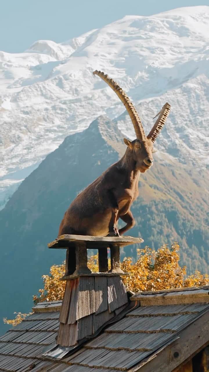 Earth Picsのインスタグラム：「@kylekotajarvi - The male ibex, also known as a billy, is a wild mountain goat characterized by its large, backward-curving horns, which can grow significantly longer than those of the female. Native to mountainous regions of Europe, Asia, and North Africa, the ibex is well-adapted to rugged terrain, with strong hooves that provide grip on rocky surfaces. They display a tawny brown coat, though coloration can vary. Adult male ibexes are generally larger and more robust than females and are known for their impressive displays of head-butting during mating season.」