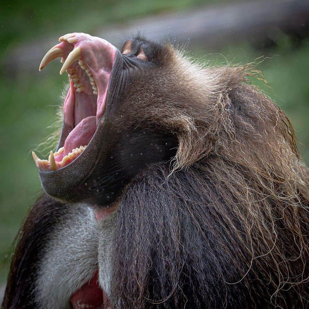 San Diego Zooさんのインスタグラム写真 - (San Diego ZooInstagram)「You've heard of flipping the bird; how about flipping the lip?   When threatened, a gelada displays aggression through the "lip flip," an act of eversion in which they turn their upper lips inside out on their nostrils to reveal their gums and teeth. Despite a diet of mainly grass, they're equipped with large canines that are used as a sign of dominance.  📸: Agustin Valadez  #FangFriday #Gelada #OldWorldMonkey #SanDiegoZoo」10月7日 4時30分 - sandiegozoo