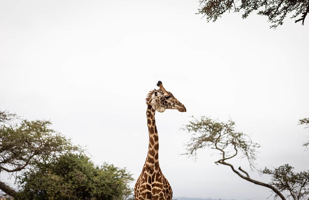 CANON USAさんのインスタグラム写真 - (CANON USAInstagram)「Beautiful photo by #CanonExplorerOfLight @stephsinclairpix: “Standing tall in the heart of Nairobi National Park, this majestic Maasai giraffe reminds us of the breathtaking beauty of our natural world. These gentle giants roam freely in their protected sanctuary, symbolizing the harmonious coexistence of urban life and wildlife conservation. Join us in celebrating the tranquil serenity of this urban oasis, where these giants gracefully roam among the trees.”  📸  #Canon EOS R5 Lens: EF 70-200mm f/4L IS II USM with adapter」10月7日 5時06分 - canonusa