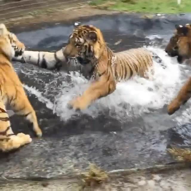 Black Jaguar-White Tiger のインスタグラム：「Nothing as gentle as wet Tigers…」