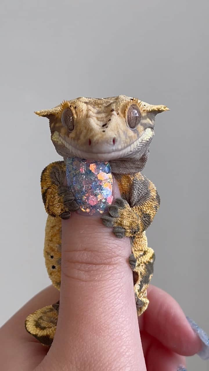 のインスタグラム：「Lil dragon 🐉 ⁣  ⁣ On today’s #WeeklyFluff meet @blissful_exotics (Magic Man), a cute crested gecko who is holding on for the weekend. ⁣  ⁣ Video by @blissful_exotics  Music by @daviderickramos_」