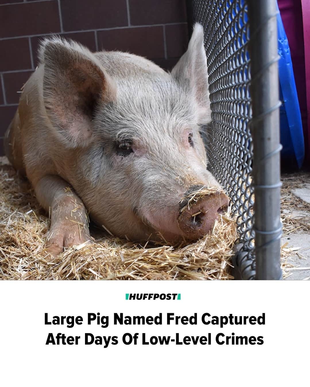 Huffington Postのインスタグラム：「A sizable and mischievous pig is on track for a new life after spending days disrupting traffic and damaging property in Aurora, Colorado.⁠ ⁠ Fred, as he’s now named, was first spotted on the streets on Sept. 24, when the city received “its first call about a pig in traffic,” city spokesperson Michael Brannen told HuffPost in an email.⁠ ⁠ But Fred evaded animal control officers that afternoon, and over the next few days the city received multiple sightings of the pig, mostly “trotting near traffic and digging up landscaping.”⁠ ⁠ At some point, Fred gained a rope lasso seen trailing around his neck, indicating that someone had tried and failed to catch him. It’s unclear who the attempted captor was, since Brannen clarified the lasso was not the doing of animal services.⁠ ⁠ On Sept. 27, Fred’s troublemaking ― dubbed a “multi-day crime spree” by local news outlet Denver7 ― came to a close. But the pig didn’t give himself up easily. ⁠ ⁠ Read more at our link in bio. // 📷 City of Aurora // 🖊️ Hilary Hanson」