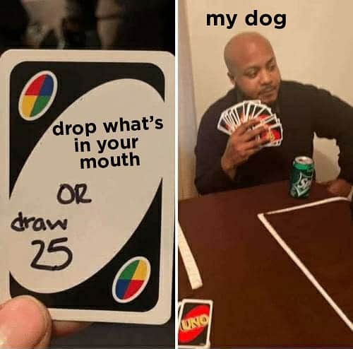 BarkBoxのインスタグラム：「My dog’s favorite game 🙃   Drop your dog’s card below 👇」