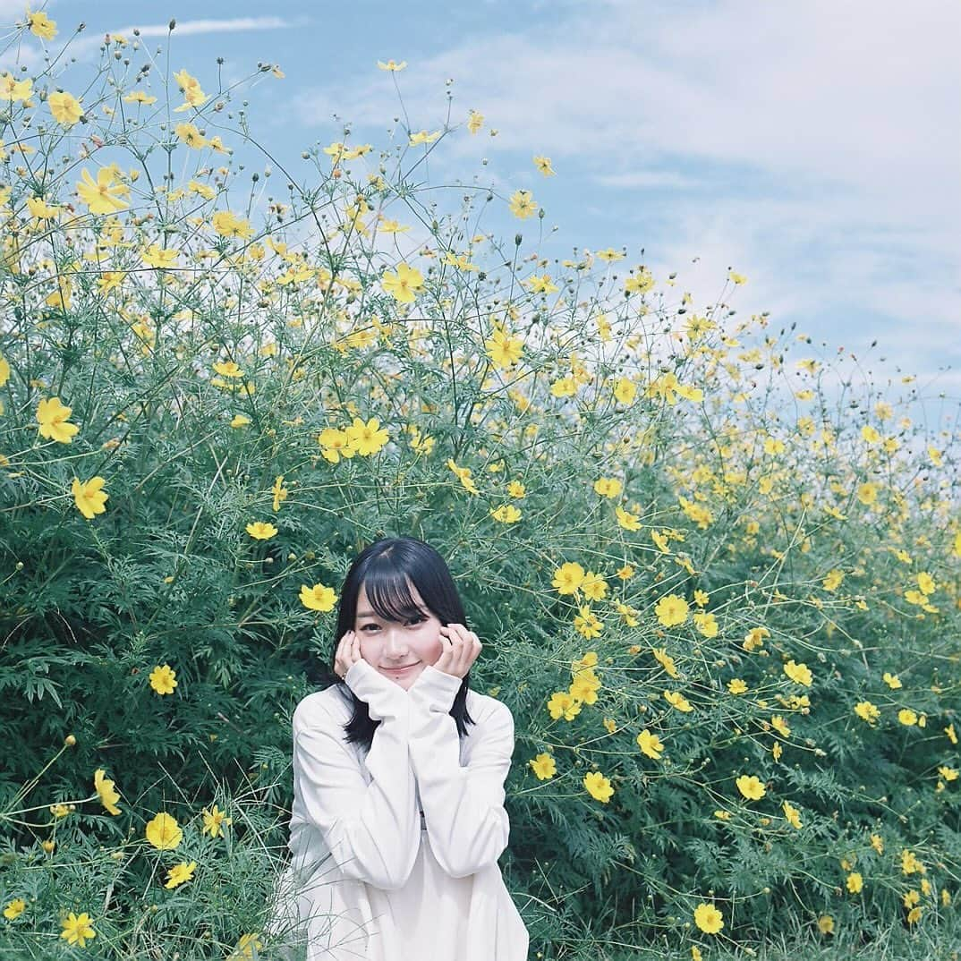 Masaさんのインスタグラム写真 - (MasaInstagram)「.  HASSELBLAD Carl Zeiss CF Planar 80mm F2.8 T* #pro400h  なんとか青空で良かった。 3連休は天気イマイチそうですね🙃  撮影日 : 2023年10月1日  #まっセル #ヤマプリ #hasselblad #ハッセルブラッド #中判フィルム #film #filmcamera #filmphotography #analogphotography #analogphoto #フィルム #フィルムカメラ #フィルム写真 #igersjp #portrait #ポートレート  #滋賀 #shiga #コスモス #秋桜 #cosmos #新庄コスモス園」10月7日 7時30分 - masa_nikonist