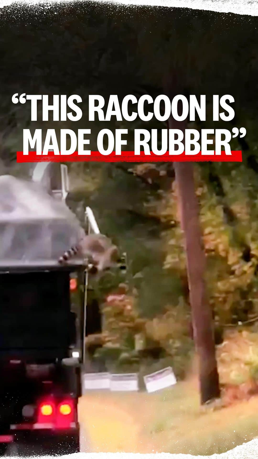 ロブ・ディアデックのインスタグラム：「This raccoon is made of rubber. Watch it bounce.  #ridiculousness」