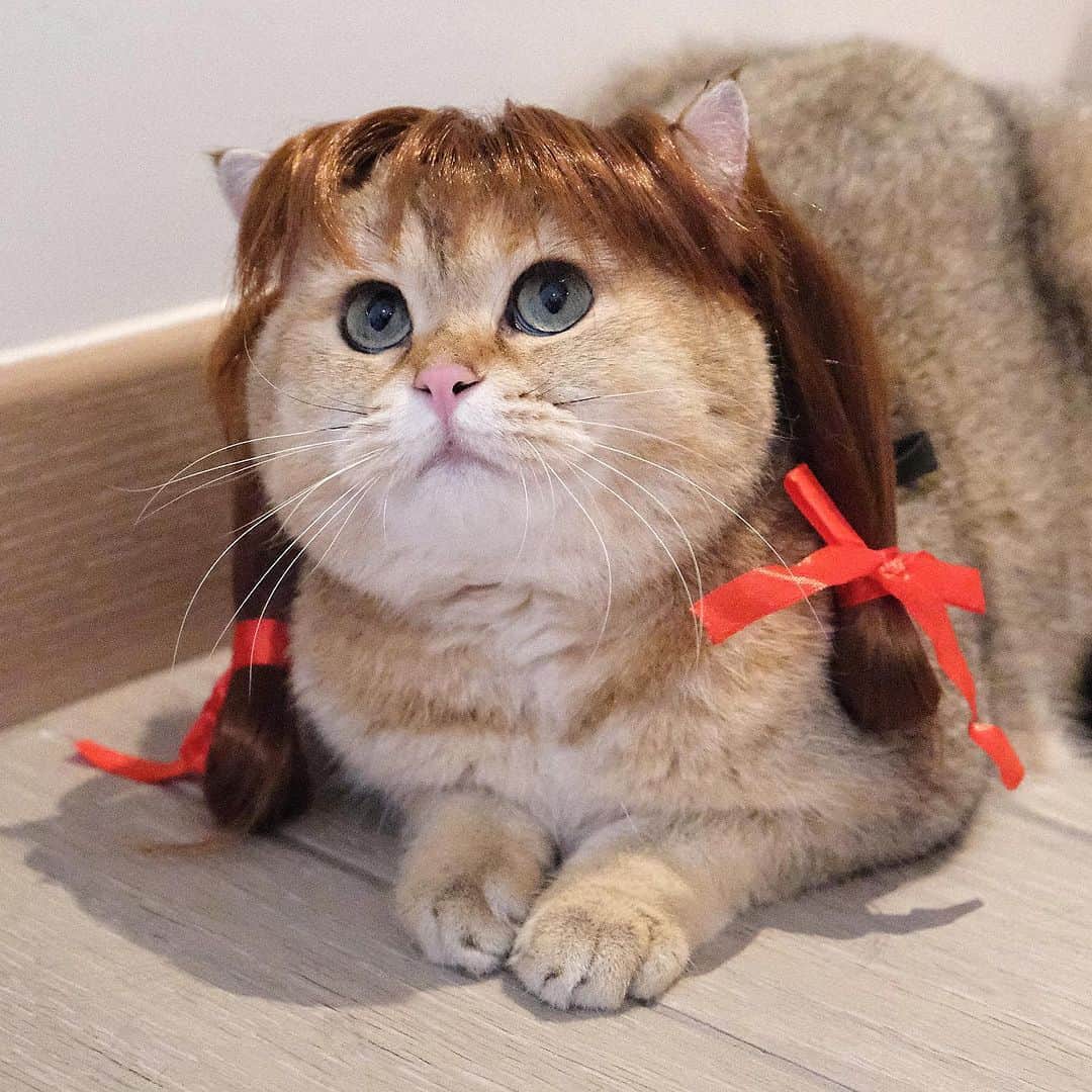 Aww Clubのインスタグラム：「Annameow  @ggumsfamily   Hashtag #MeowedHalloween on your cat’s Halloween photos/videos and get a chance to be featured on @9GAG, and @Meowed!  #meowed #cutecat #cat #meowedhalloween #cosplay #MH2023 #Annabelle #cute」