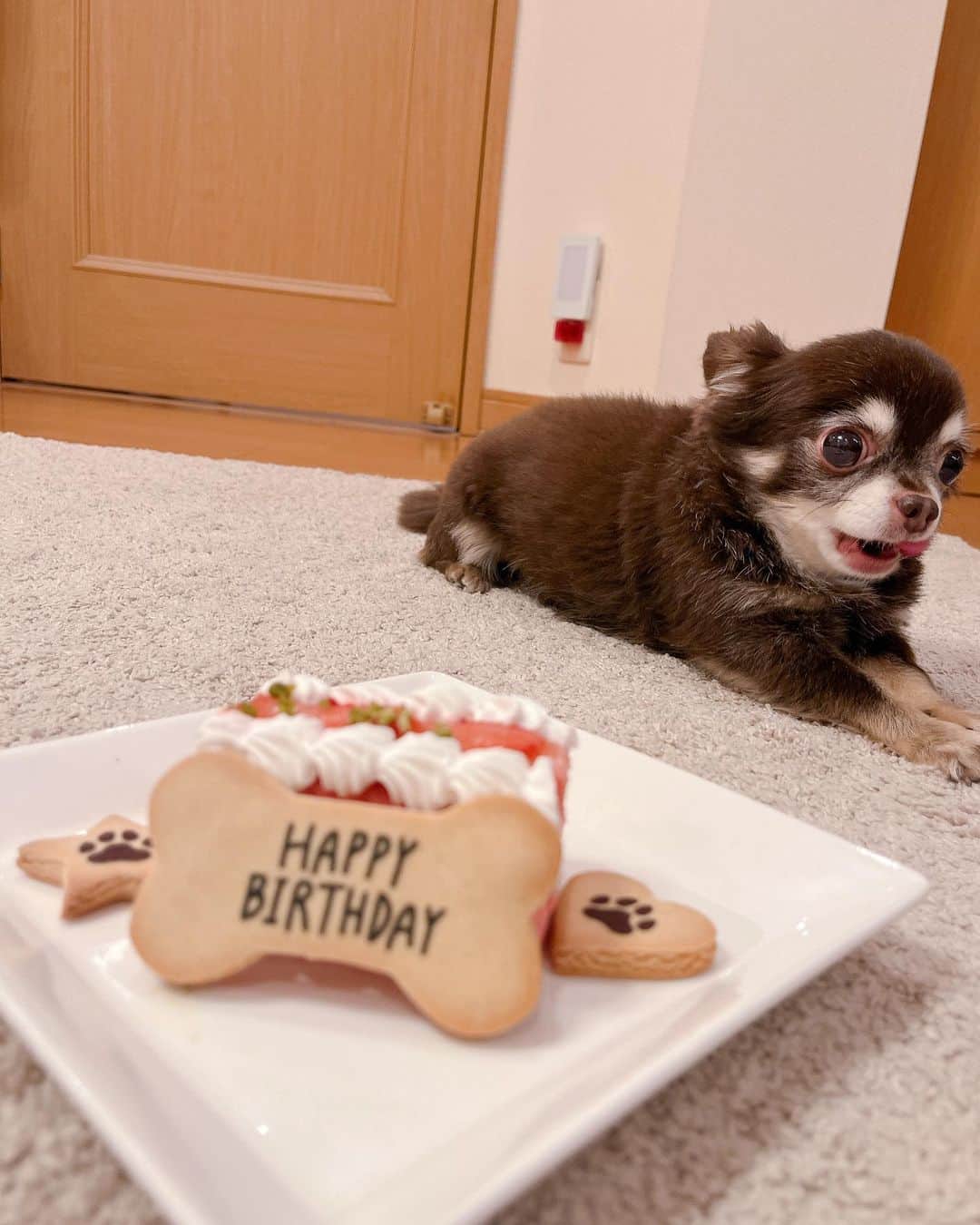 岩佐美咲さんのインスタグラム写真 - (岩佐美咲Instagram)「今日は岩佐家のアイドル、はむちゃんの13歳のお誕生日🎂　　　　　 わがままなお姫様気質だけどそこが可愛いおばあちゃん♡  しかも！ちーずのお誕生日は明日なんです！　　　　　　　　　　　 ばらばらのタイミングで我が家に来たのに１日違いだなんて、運命的な偶然だよね🐶　　　　　　　　　　　　　　　　　 おめでとう🥰🥰　　　　　　　　　　　　　　　　　　　　　　 　　　　　　　　　　　　　　　　　　　　　　　　　　　　　　　 #チワワ #犬 #犬のいる暮らし #愛犬 #誕生日 #家族 #dog #happybirthday」10月7日 17時29分 - wasaminnn