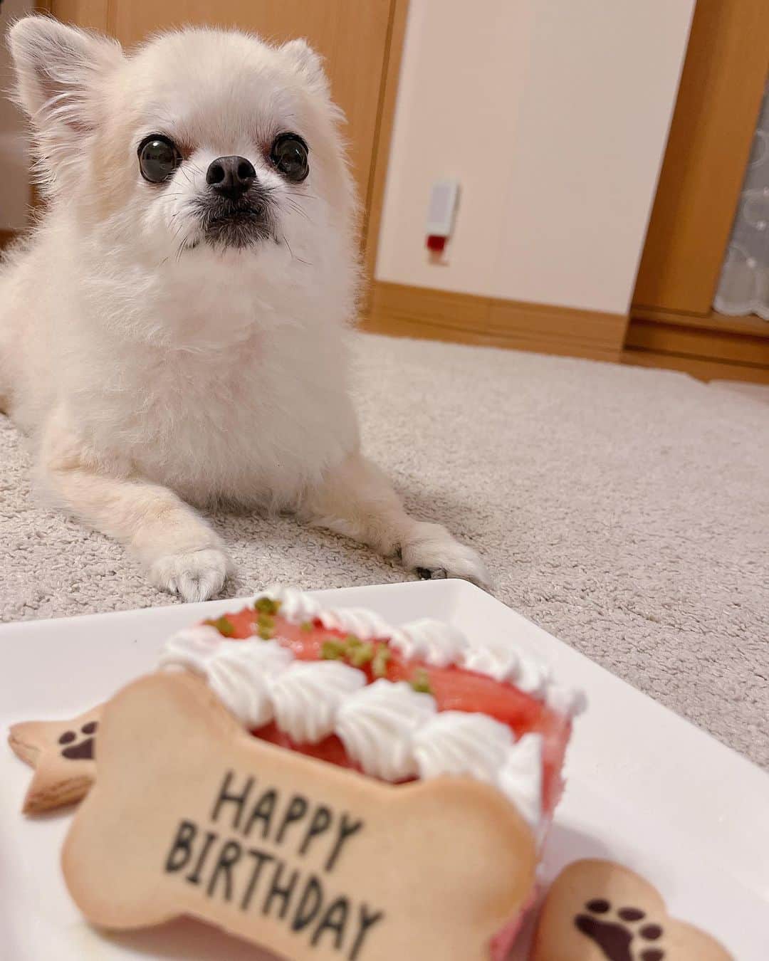 岩佐美咲さんのインスタグラム写真 - (岩佐美咲Instagram)「今日は岩佐家のアイドル、はむちゃんの13歳のお誕生日🎂　　　　　 わがままなお姫様気質だけどそこが可愛いおばあちゃん♡  しかも！ちーずのお誕生日は明日なんです！　　　　　　　　　　　 ばらばらのタイミングで我が家に来たのに１日違いだなんて、運命的な偶然だよね🐶　　　　　　　　　　　　　　　　　 おめでとう🥰🥰　　　　　　　　　　　　　　　　　　　　　　 　　　　　　　　　　　　　　　　　　　　　　　　　　　　　　　 #チワワ #犬 #犬のいる暮らし #愛犬 #誕生日 #家族 #dog #happybirthday」10月7日 17時29分 - wasaminnn
