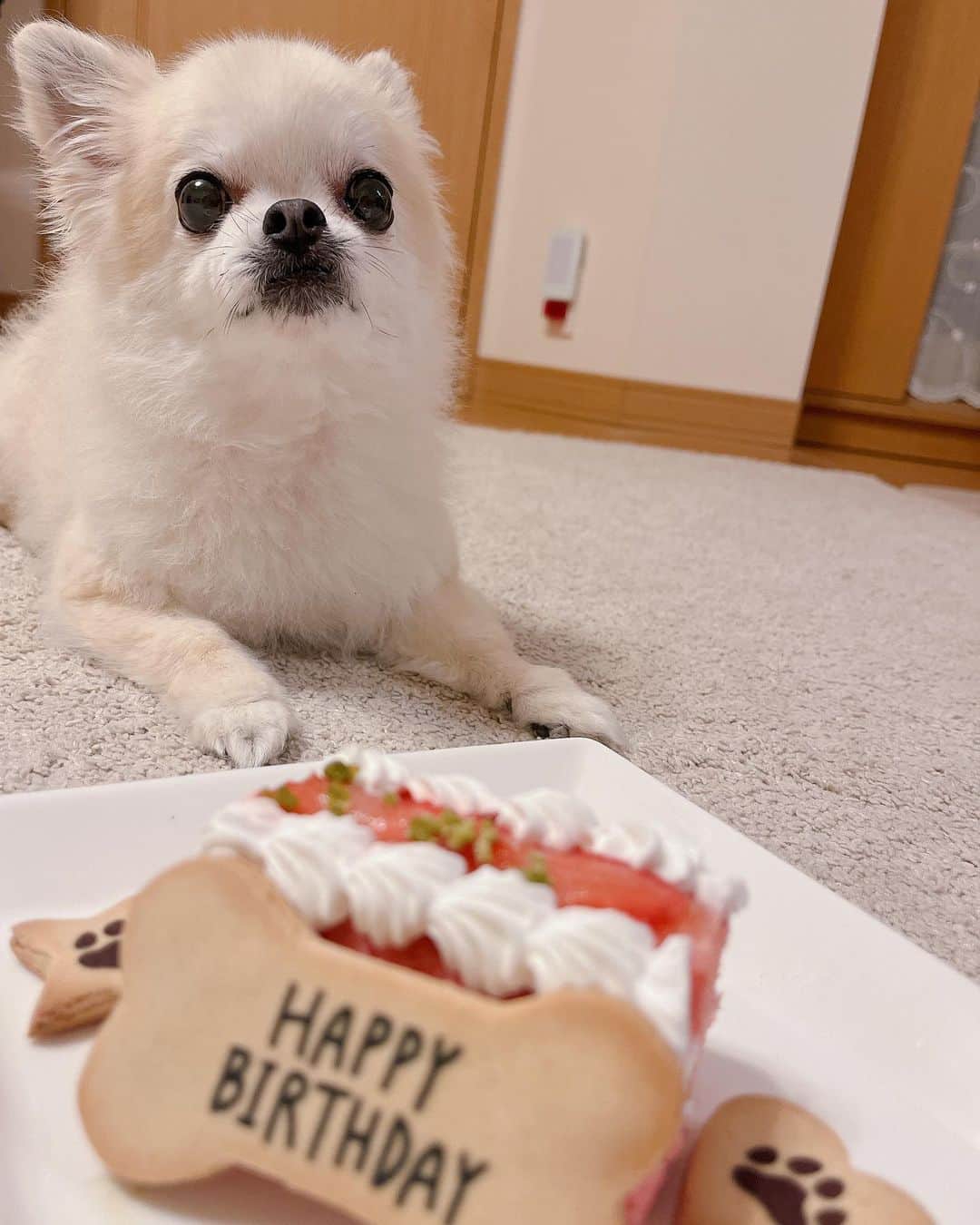 岩佐美咲のインスタグラム：「今日は岩佐家のアイドル、はむちゃんの13歳のお誕生日🎂　　　　　 わがままなお姫様気質だけどそこが可愛いおばあちゃん♡  しかも！ちーずのお誕生日は明日なんです！　　　　　　　　　　　 ばらばらのタイミングで我が家に来たのに１日違いだなんて、運命的な偶然だよね🐶　　　　　　　　　　　　　　　　　 おめでとう🥰🥰　　　　　　　　　　　　　　　　　　　　　　 　　　　　　　　　　　　　　　　　　　　　　　　　　　　　　　 #チワワ #犬 #犬のいる暮らし #愛犬 #誕生日 #家族 #dog #happybirthday」