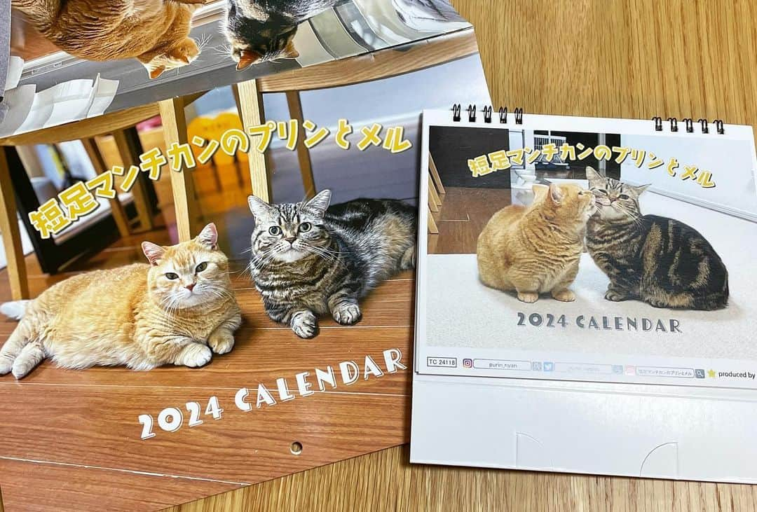 Purin_munchkincatさんのインスタグラム写真 - (Purin_munchkincatInstagram)「プリンとメルの2024年カレンダーが予約販売中です😸 今回も可愛い写真が盛りだくさん💕 写真はYouTubeで全部公開していますので是非ご覧ください😊  発送時期等、詳しくは下記販売サイトをご覧ください。 https://pudding-fan.stores.jp  Amazon、楽天は10月中旬ごろ販売予定です。 販売開始されましたらまたお知らせします。  【東急目黒駅での販売について】 ●日時 10月2日～10月9日 10時～20時30分（初日は13時から販売開始予定） ●場所 東急目黒駅改札出たすぐのコンコース ●販売商品 インフルエンサーカレンダー 猫雑貨 ●特典 インフルエンサーグッズ（カレンダー、スケジュール帳、ノート帳） をお買い上げの方は猫グッズをなんと表示価格から２０％ＯＦＦの超特価で販売いたします。  目黒駅の販売について詳しくは以前の投稿をご覧ください。  #短足マンチカンのプリンとメル #マンチカン #茶トラ #キジトラ #短足 #短足マンチカン #子猫 #ねこ部 #cat #munchkincat #catstagram #ilovecat #ふわもこ部 #catloversclub #munchkinlovers #catsofinstagram #にゃんすたぐらむ #ねこのいる生活 #猫好きさんと繋がりたい」10月7日 17時44分 - purin_nyan