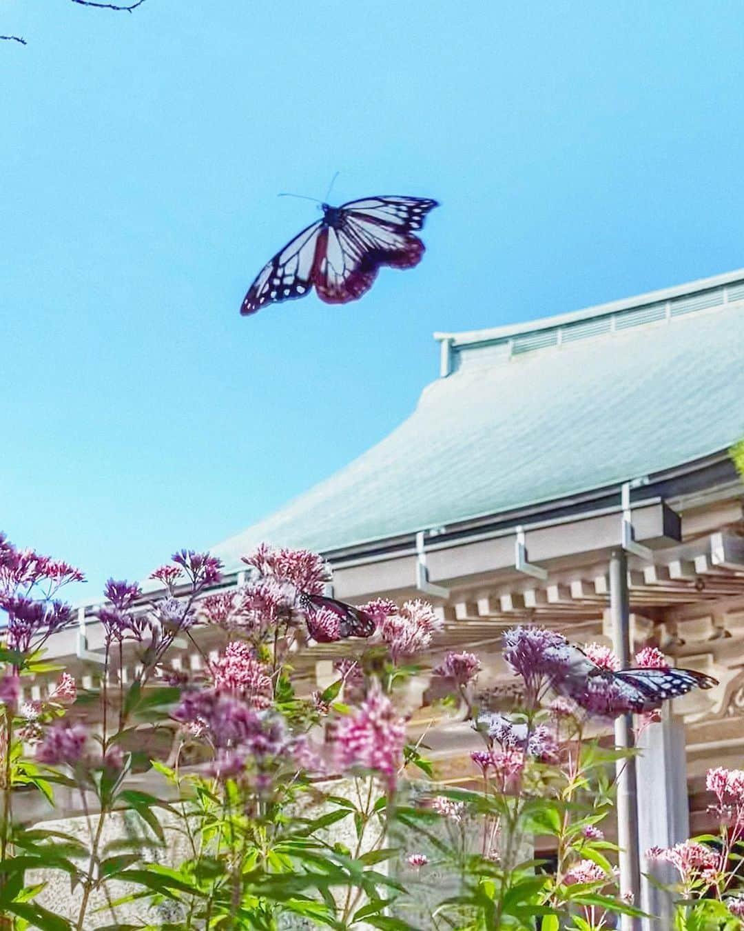 hama_aki_pppさんのインスタグラム写真 - (hama_aki_pppInstagram)「兵庫県神戸市#アサギマダラ  Hyogo Japan #chestnuttigerbutterfly   2023.10.01撮影  #渡り蝶 アサギマダラに会いたくて渦潮クルーズの帰りに寄りました🦋 凄い数のアサギマダラがいました🦋 どうしても飛んでる姿を撮りたくて粘りました　 いっぱい取ったんですが、他の寺やコスモスなどの写真の合間に入れていきたいなあと思います  #神社仏閣　 #寺社仏閣  #飛来蝶  #旅する蝶 #日本庭園  #おとな旅プレミアム  #こころから  #タビジェニ  #j_flower_shots  #sorakataphoto  #rakutentravel  #japanese_gardens  #otonatabi_japan  #histrip_japan  #はなすたぐらむ  #フジバカマ  #zkg10 #loves_united_flora  #ptk_japan  #migratingbutterflies  #cooljapan  #flower_igers  #ig_flowers  #japanesetemple #japanese_gardens  #iphonephotography  #iphoneonly  #iphonephotographer」10月7日 18時01分 - hama_aki_ppp