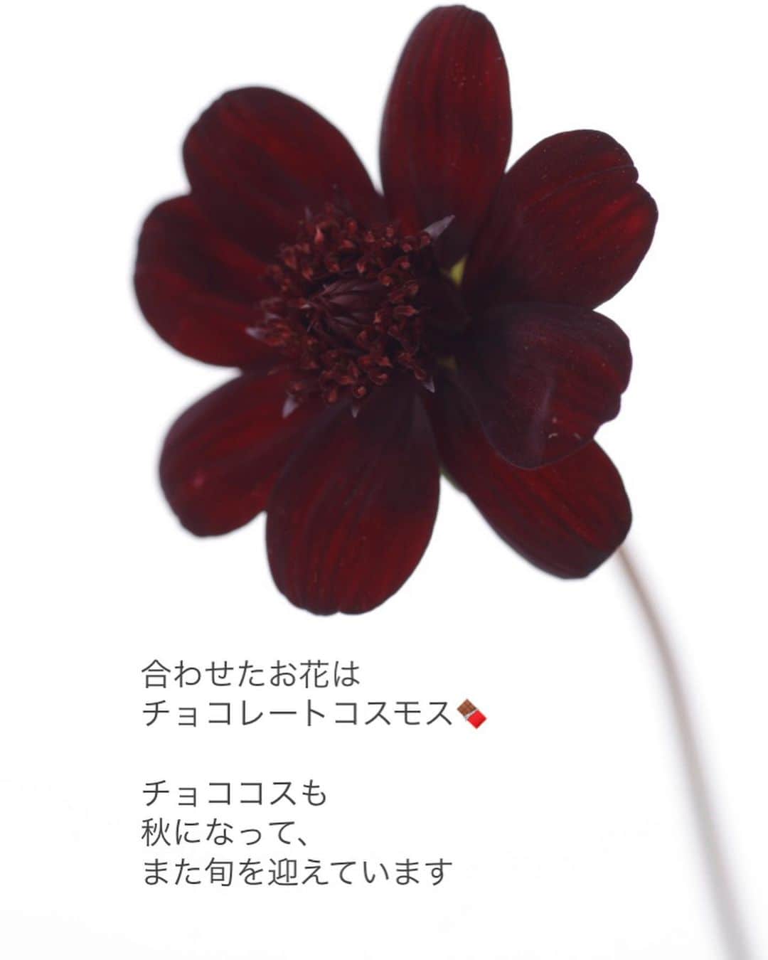 雑誌『花時間』さんのインスタグラム写真 - (雑誌『花時間』Instagram)「「さわやか」って、秋の言葉だと今日、はじめて知りました😅  花時間（＠hanajikan_magazine）です。  確かに、新涼も秋の季語。からりとした風が吹いて、今日の洗濯物もあっという間に乾きました（笑）  さわやかな秋は、バラとチョコレートコスモスの季節。  お花はぐんともちやすくなったので、飾ってみましょうよ。  写真のような連結式の花器がなくても、空き瓶を並べるだけでもまねられますね！  チョココスで思い出したけど、昨日のあさイチで、な、な、なんと「白いチョコレートコスモス」を紹介していました😱😱😱  ジケンですね！　でも、焦茶の花としてアタマに刷り込まれている私としては…あたまがこんがらがりそうです😅  では、明日も元気smile😊😊😊でよい連休をお過ごしくださいね🍠 by ピーターパン  花　@bouquetdoux_flower  写真　@satomi.ochiai78   【花時間ニュース】 💜『花時間マルシェ』発、花の定期便が大好評🥰　世界でここだけのバラと旬花が届く嬉しいサービスです💕  💜『花時間』の2024年カレンダー、大好評発売中！  💜『花時間2023秋』〈花屋さんへ行こう〉大好評発売中！  💜『花と短歌でめぐる 二十四節気 花のこよみ』大好評発売中  すべて @hanajikan_magazine のプロフィールのリンクから飛べます✈️  『花時間』本誌や書籍は全国の書店、ネット書店でも発売中✨  #花時間  #フラワーアレンジ #バラが好き #バラのある暮らし #白いバラ #フェアリーキッスホワイト #チョコレートコスモス #小さなアレンジ #花が好き #花が好きな人と繋がりたい  #花を飾る  #花を飾る生活 #花屋さんへ行こう」10月7日 18時28分 - hanajikan_magazine